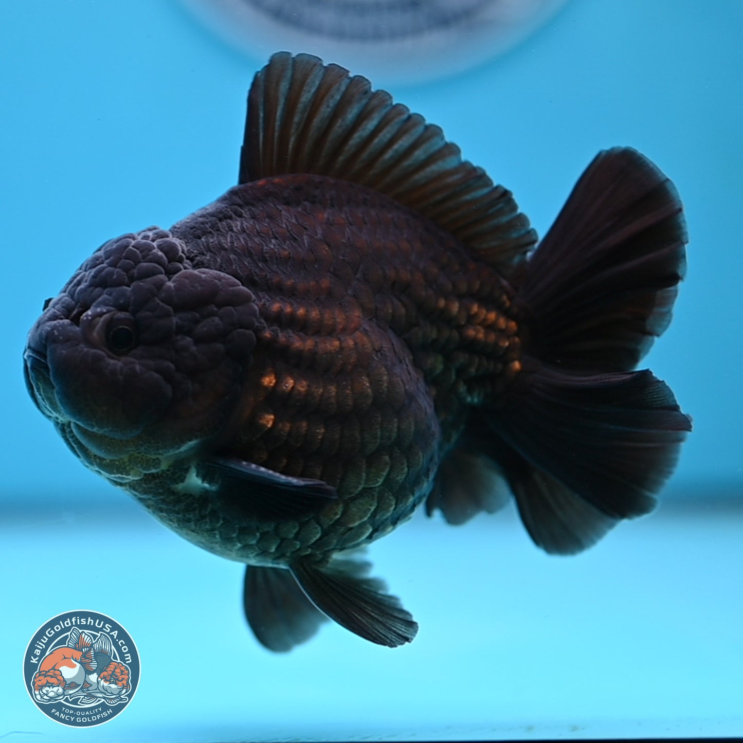 Black YuanBao Oranda 4 inches Body - Male (250307_OR12)