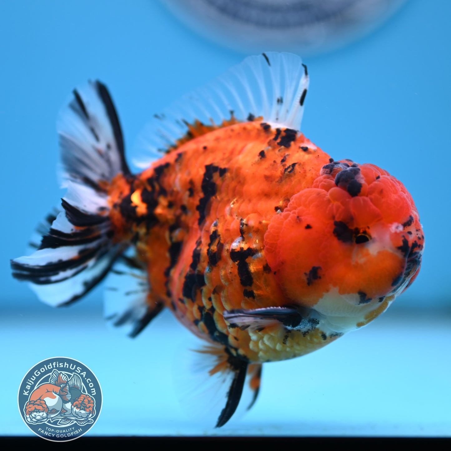 Shogun Tiger Oranda 4 inches Body - Male (250418_OR12)