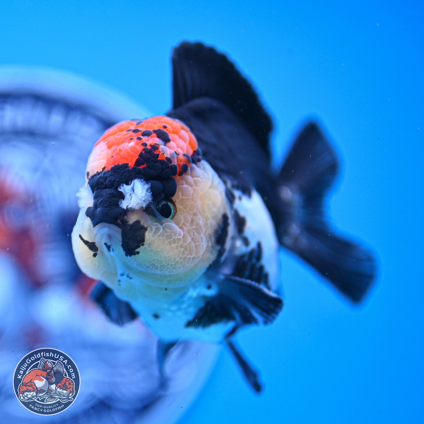 Tricolor YuanBao Oranda 3.5in Body (240830_OR12) - Kaiju Goldfish USA