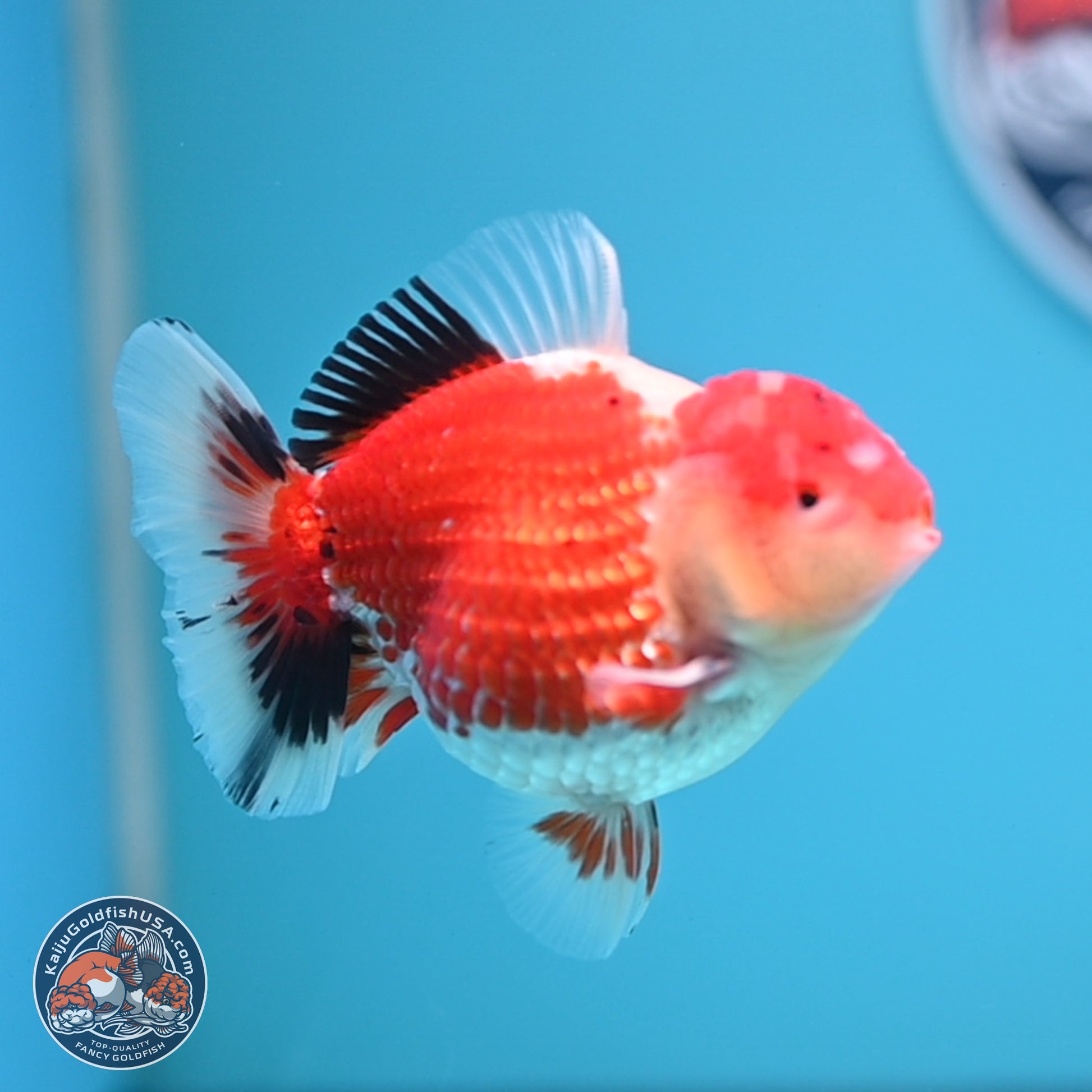 Tricolor Oranda 3.5 inches Body - Male (241227_OR12) - Kaiju Goldfish USA