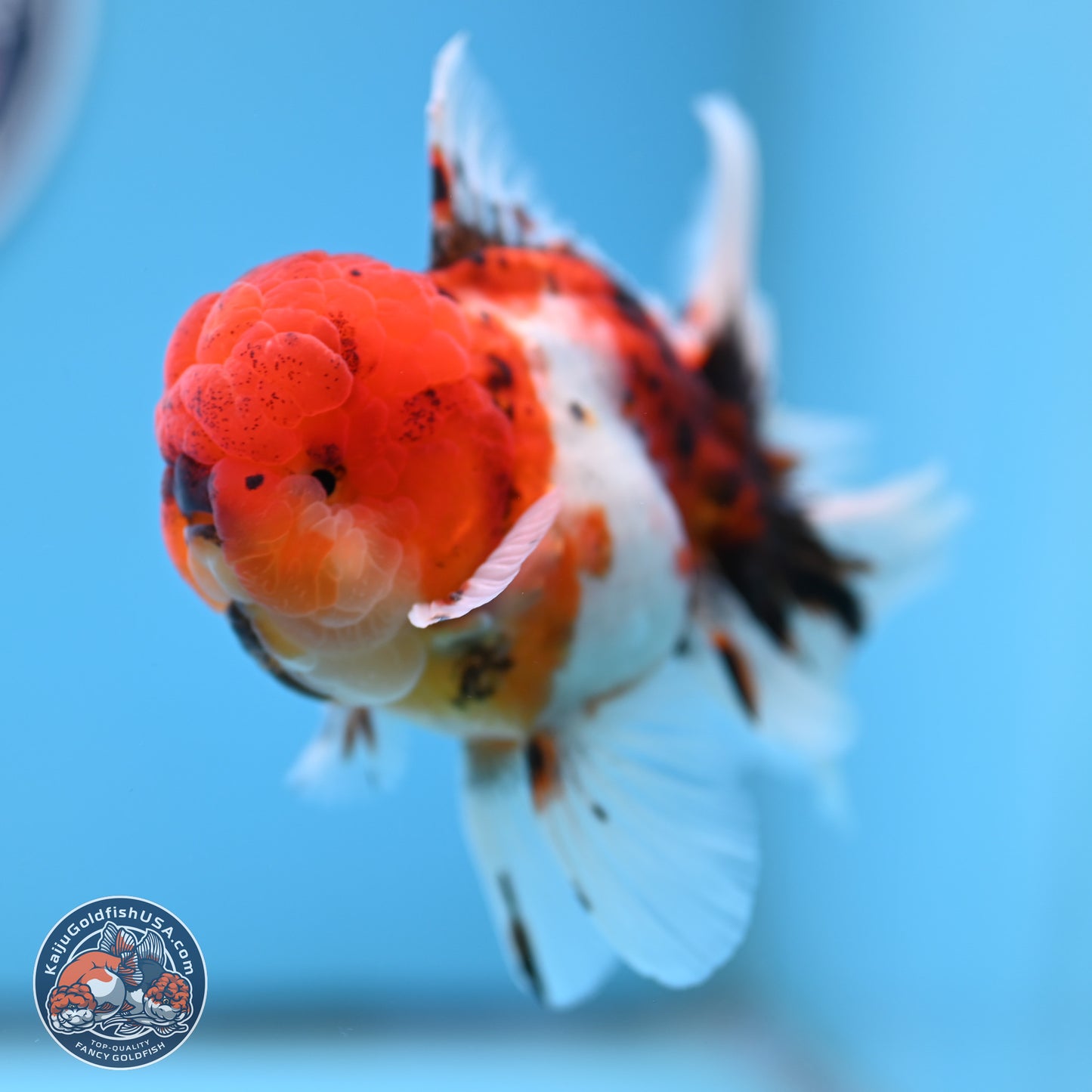 Tricolor Sakura Rose Tail Oranda 3.5 inches Body - Male (250314_OR12)