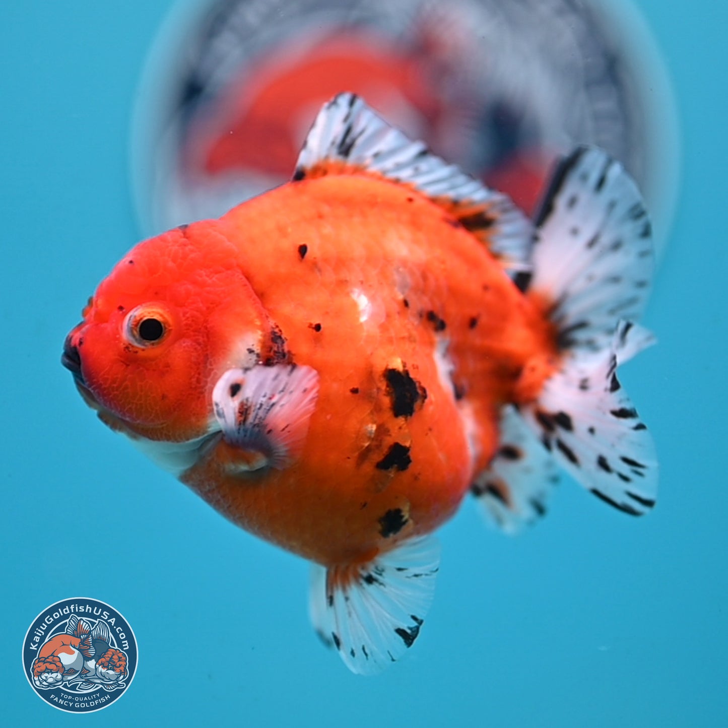 Shogun Tricolor Sakura Oranda 3.75 inches Body - Male (250131_OR12)