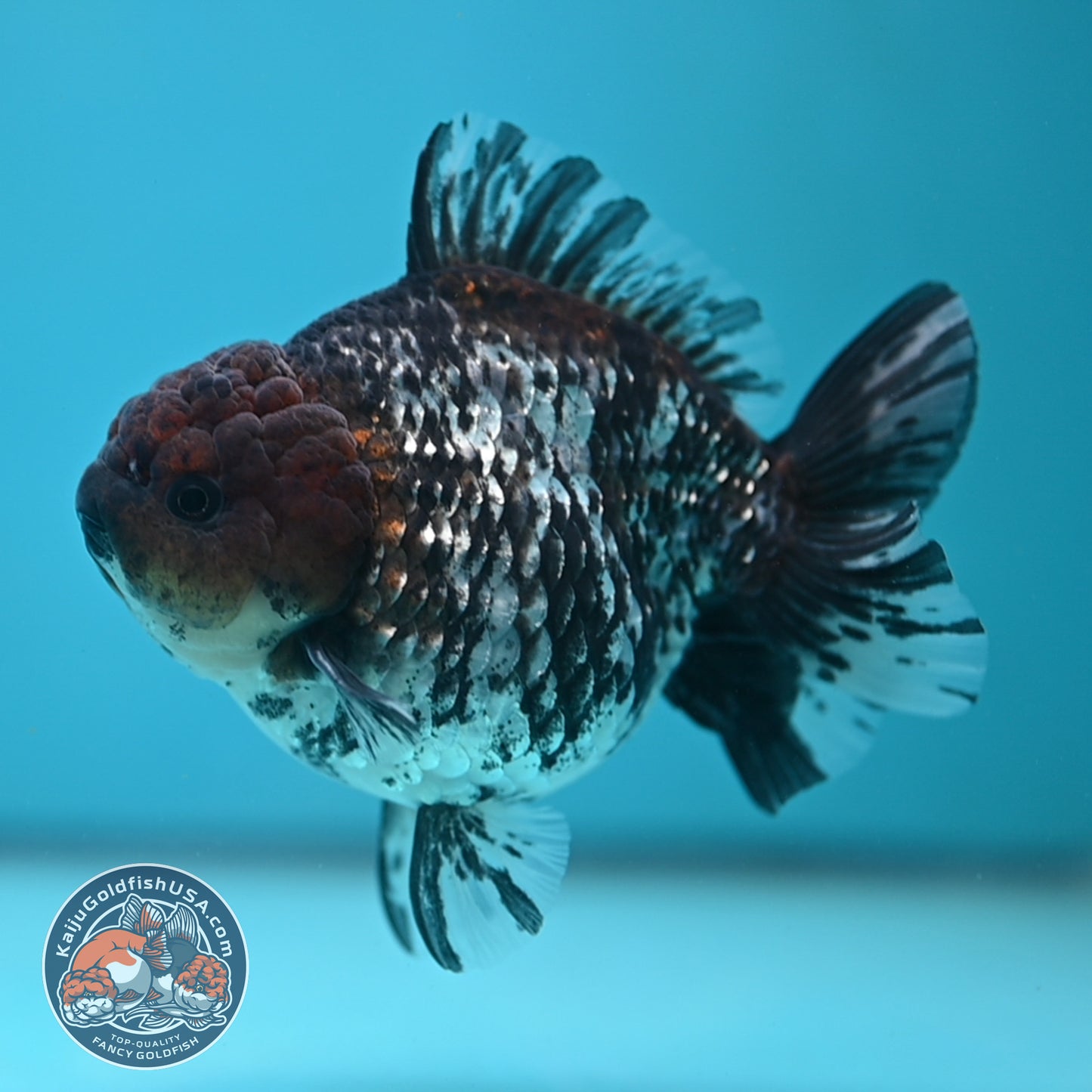 Shogun White Tiger Oranda 4 inches Body (250606_OR12)