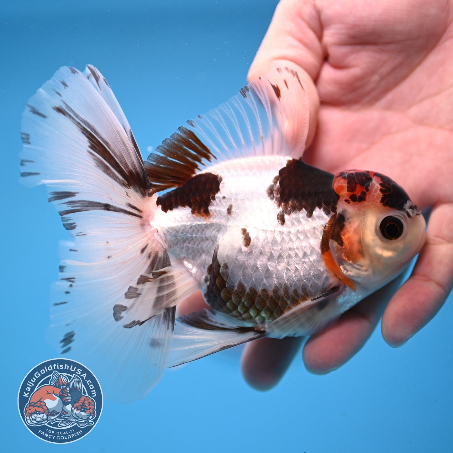 Tricolor Rose Tail Oranda 4 inch Body (251003_OR12)