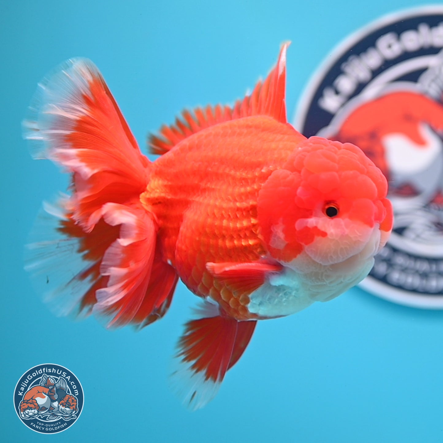 SHOW GRADE - Red White Orchid Tail Oranda 4.5 inches Body - Male (250214_OR12)