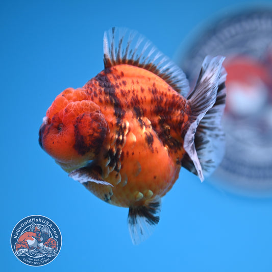 Shogun Tiger Oranda 3.25 inches Body (250530_OR12)