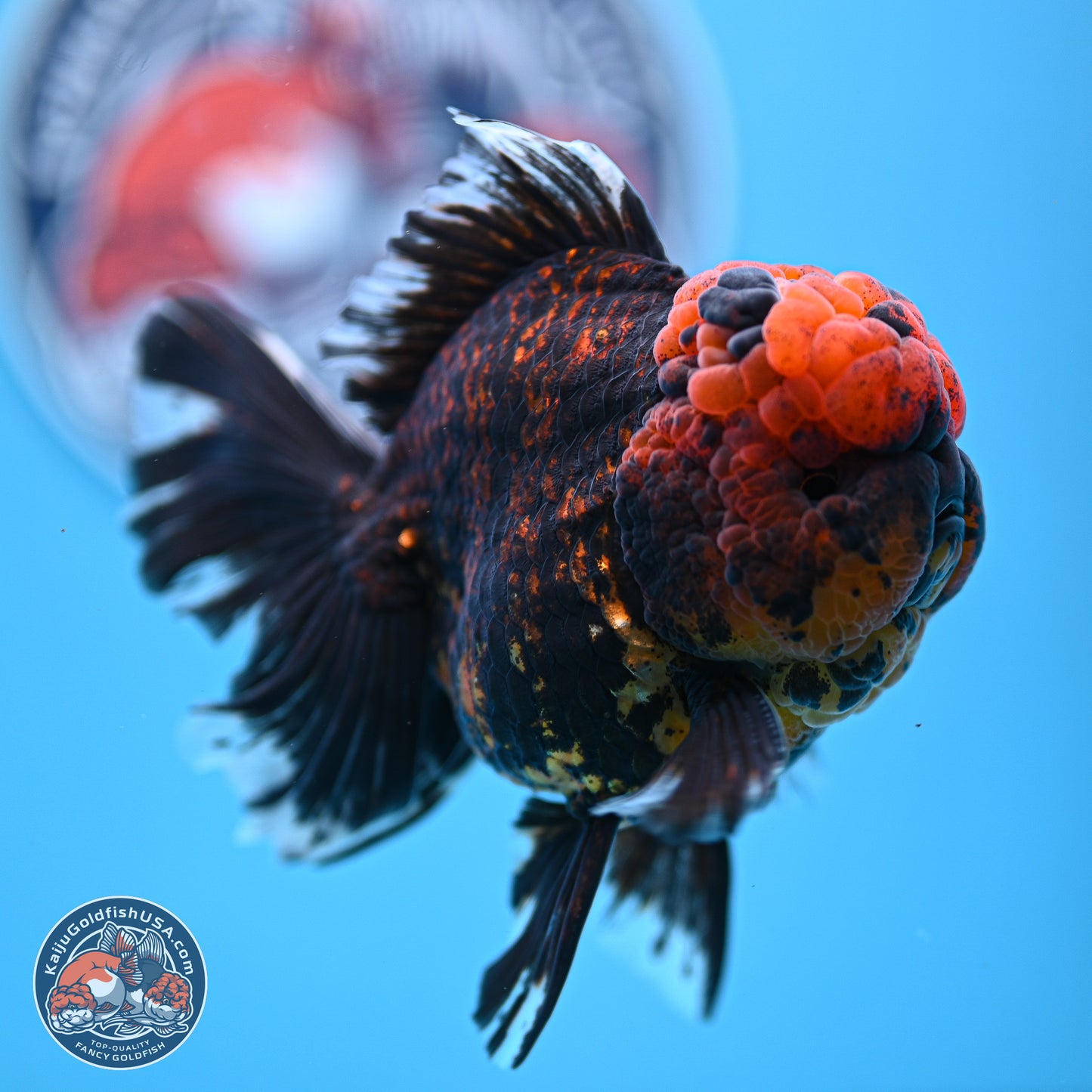 Heavy Ink Tiger Rose Tail Oranda 4-5.5 inches (240920_OR12) - Kaiju Goldfish USA