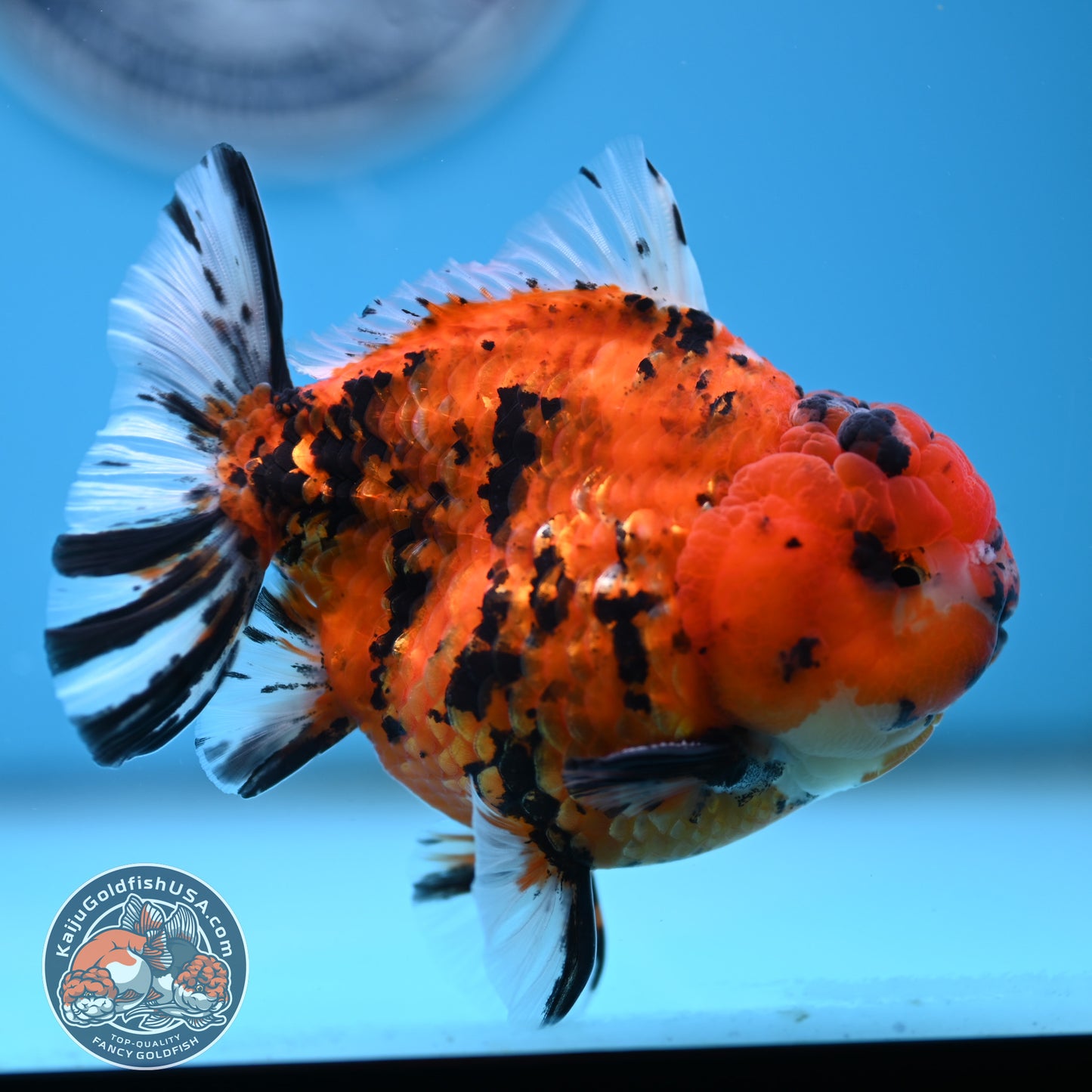 Shogun Tiger Oranda 4 inches Body - Male (250418_OR12)