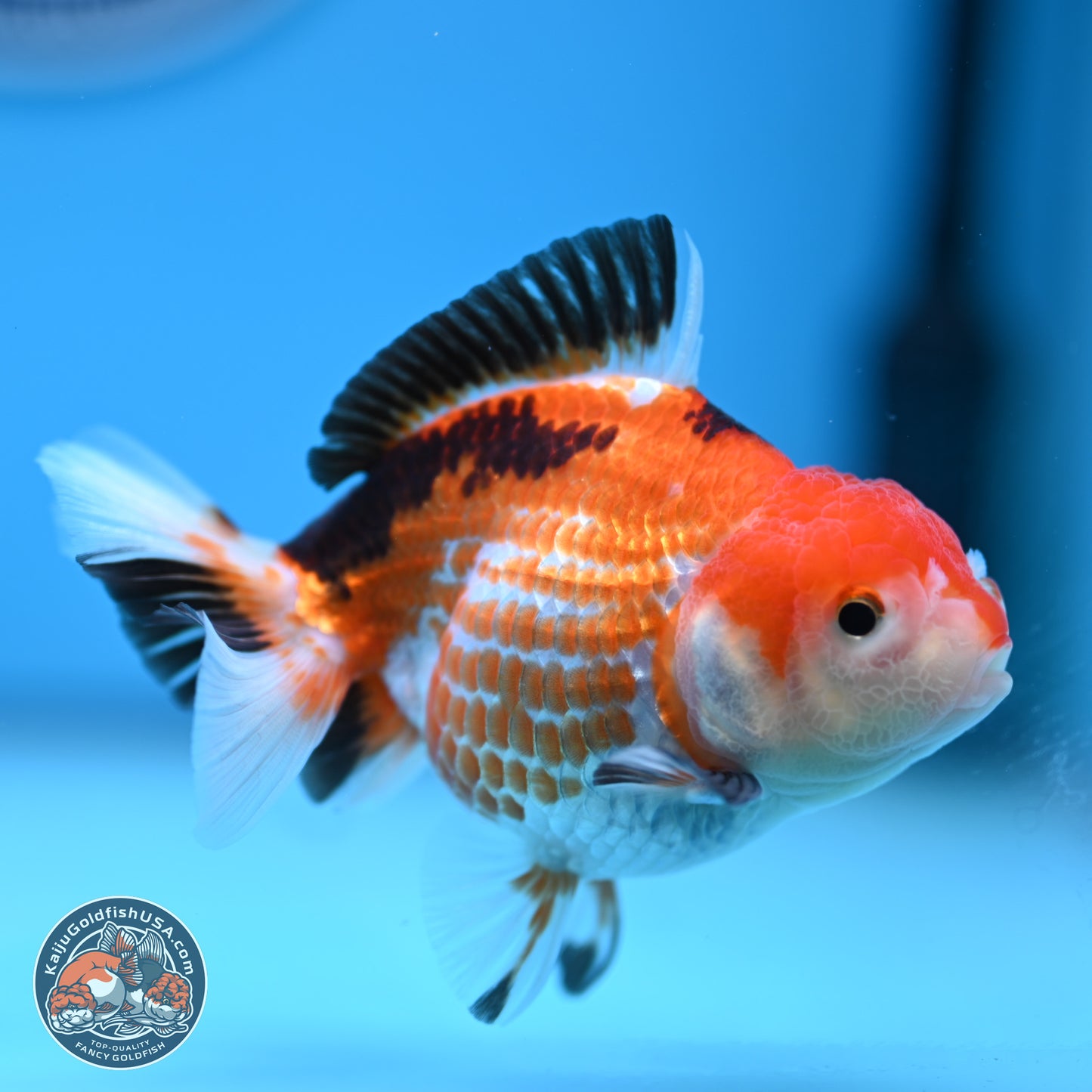 Tricolor Deer Spots Oranda 3.5-4 inches (241004_OR12) - Kaiju Goldfish USA