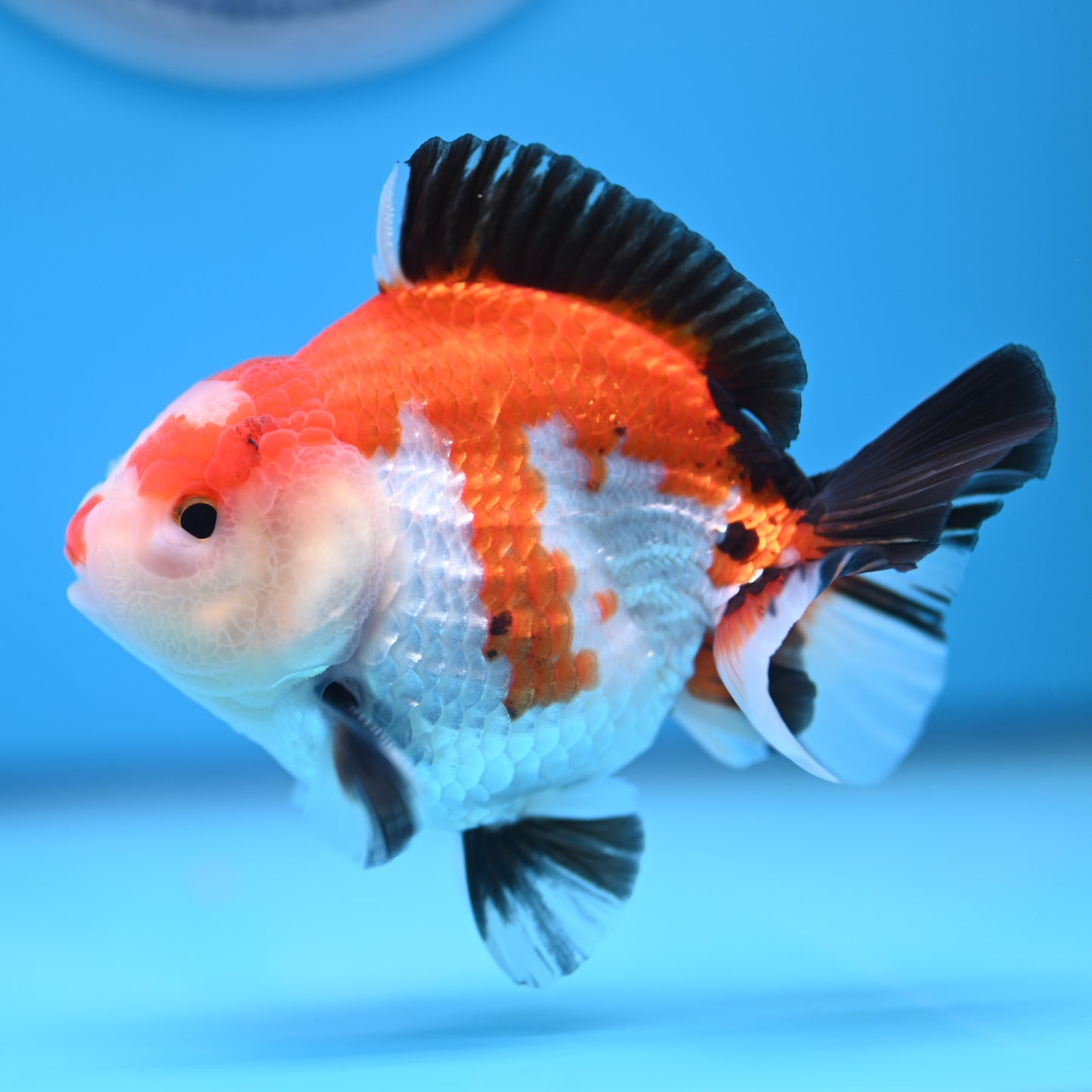 Tricolor Oranda 3.5-4 inches (241011_OR12) - Kaiju Goldfish USA