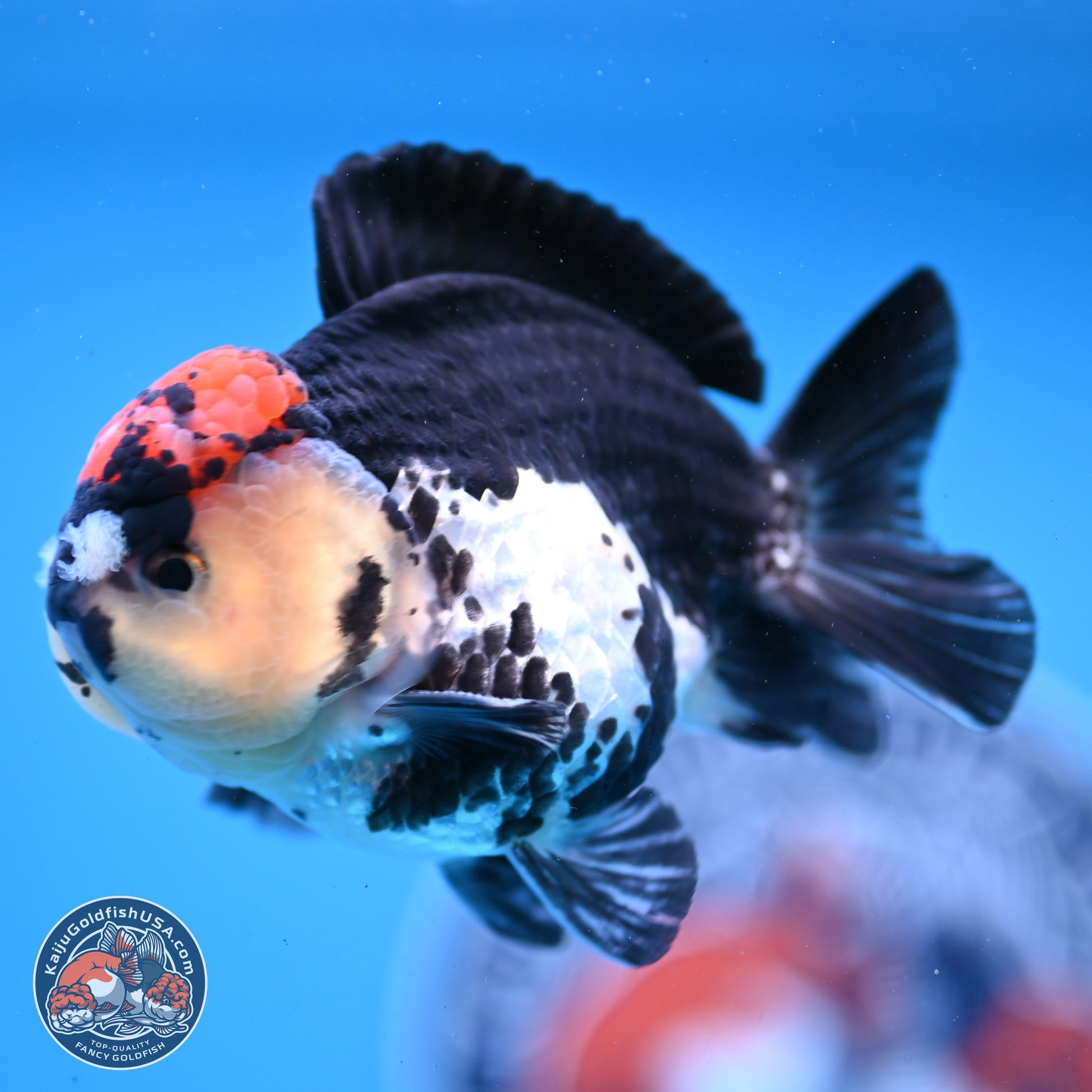 Tricolor YuanBao Oranda 3.5in Body (240830_OR12) - Kaiju Goldfish USA