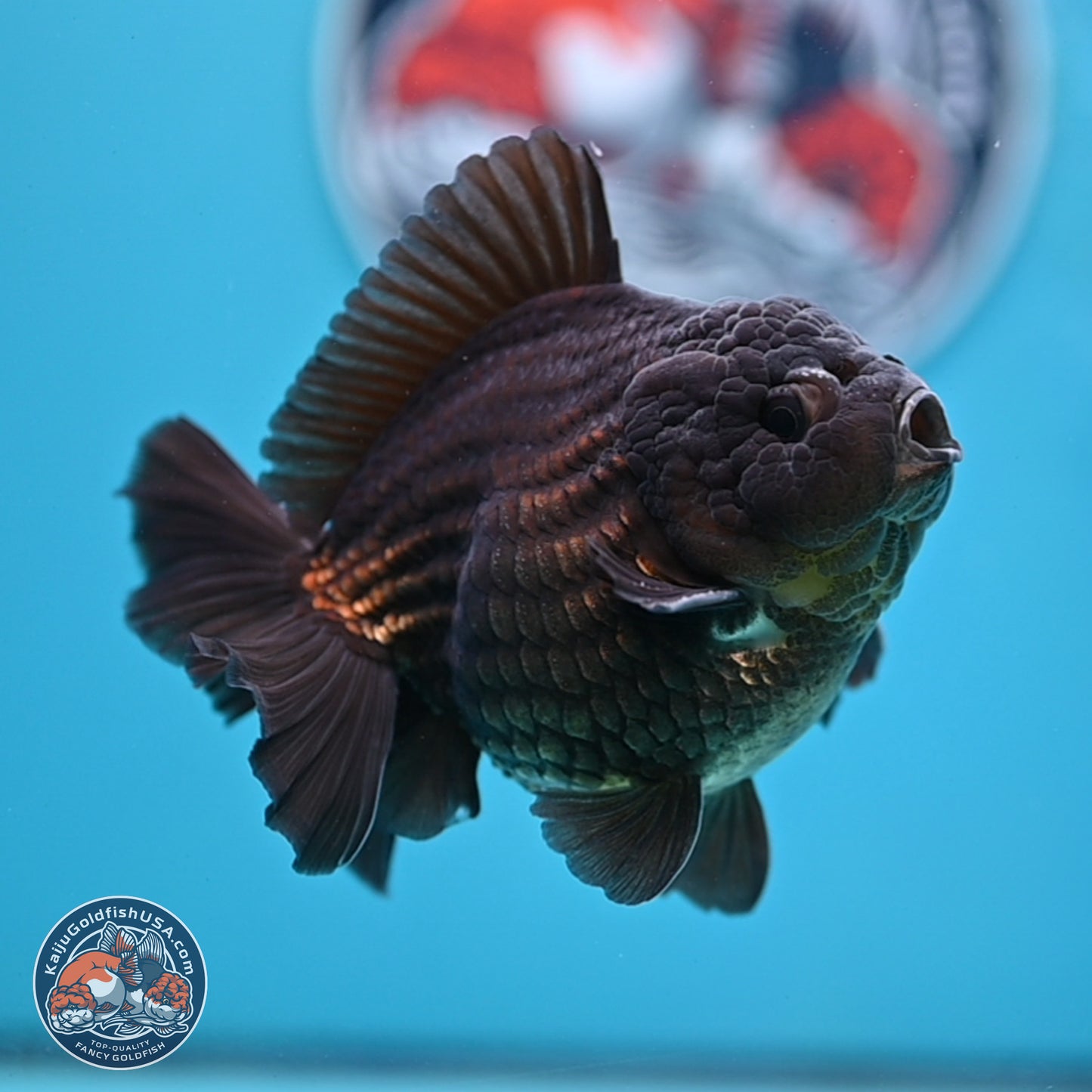 Black YuanBao Oranda 4 inches Body - Male (250307_OR12)