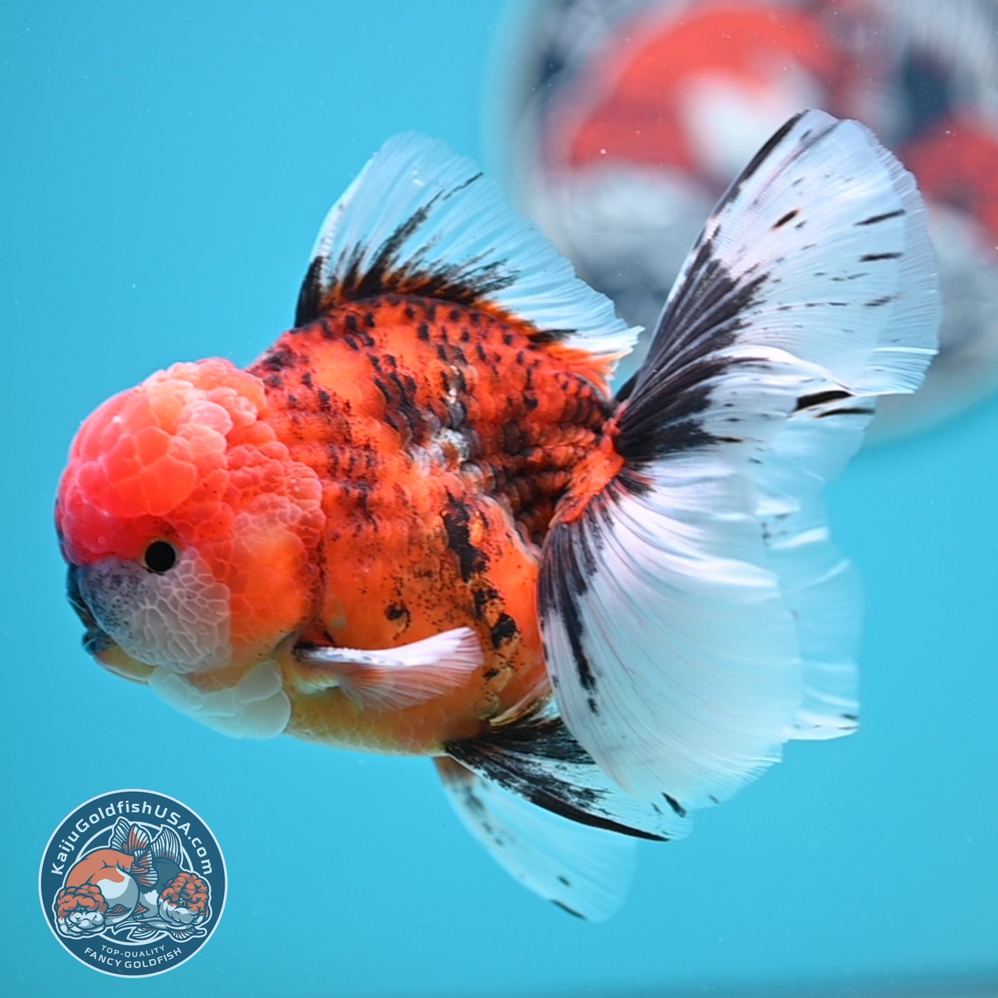 Tricolor Tiger Rose Tail Oranda 4 inches Body (250502_OR12)