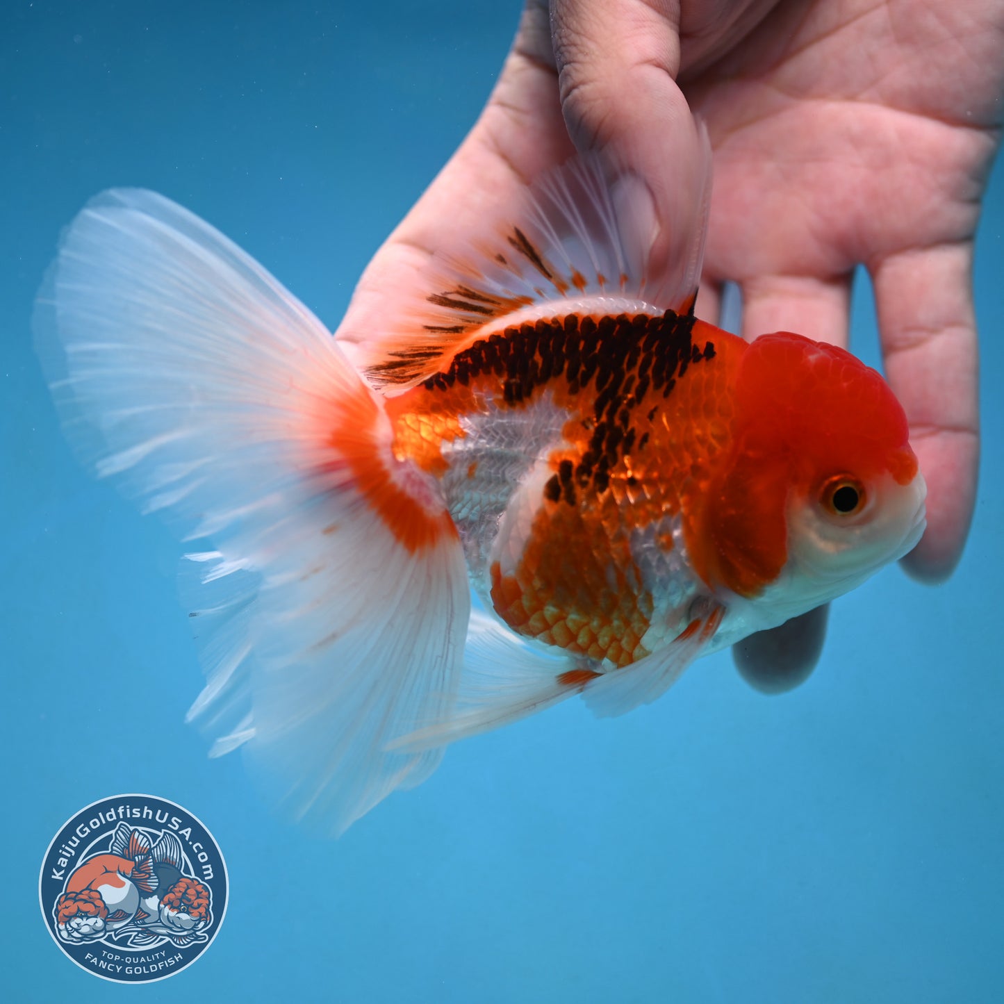 Tricolor Rosetail Oranda 3.5 inch Body (250926_OR12)