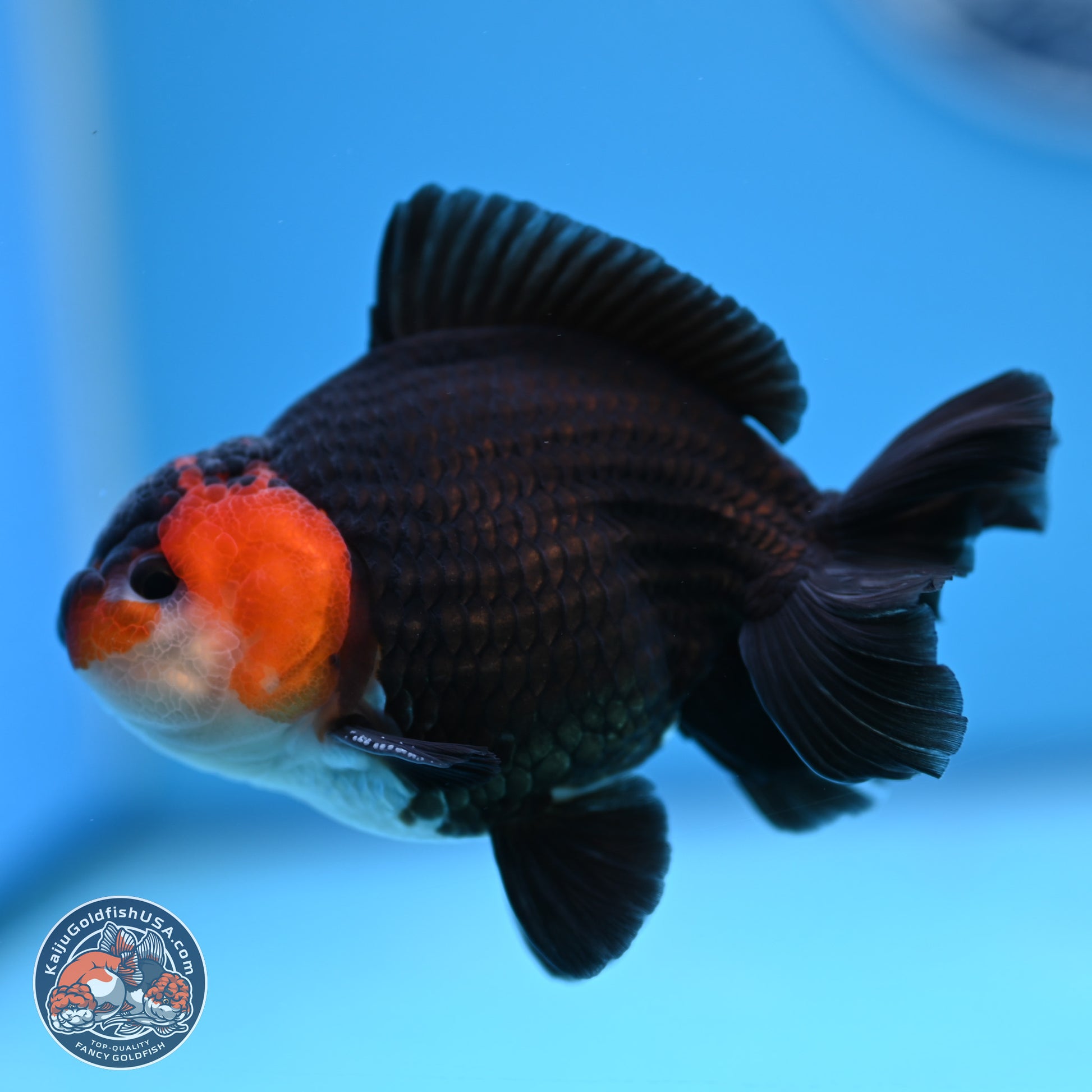 Tricolor Oranda 3.5-4.5 inches (240913_OR12) - Kaiju Goldfish USA