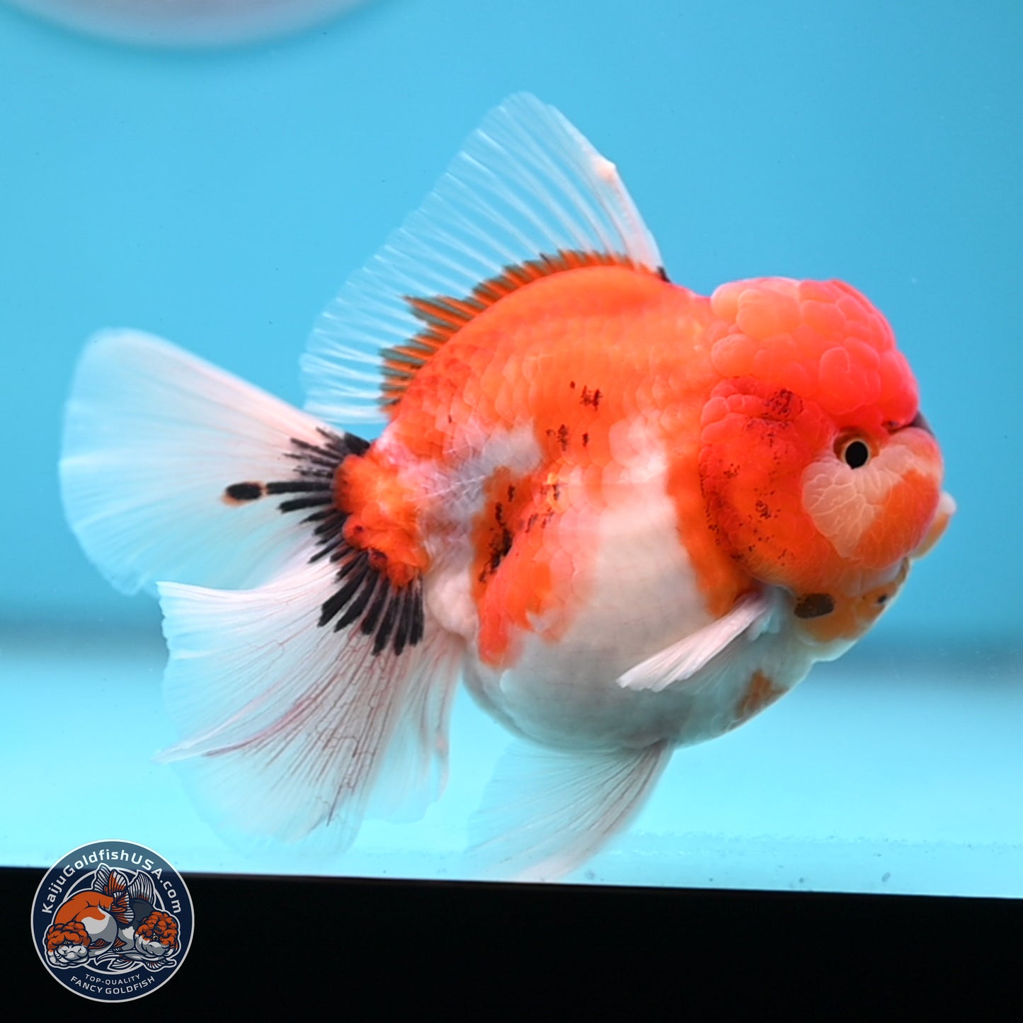 Tricolor Sakura Rose Tail Oranda 3.5 inches Body - Male(250228_OR12)
