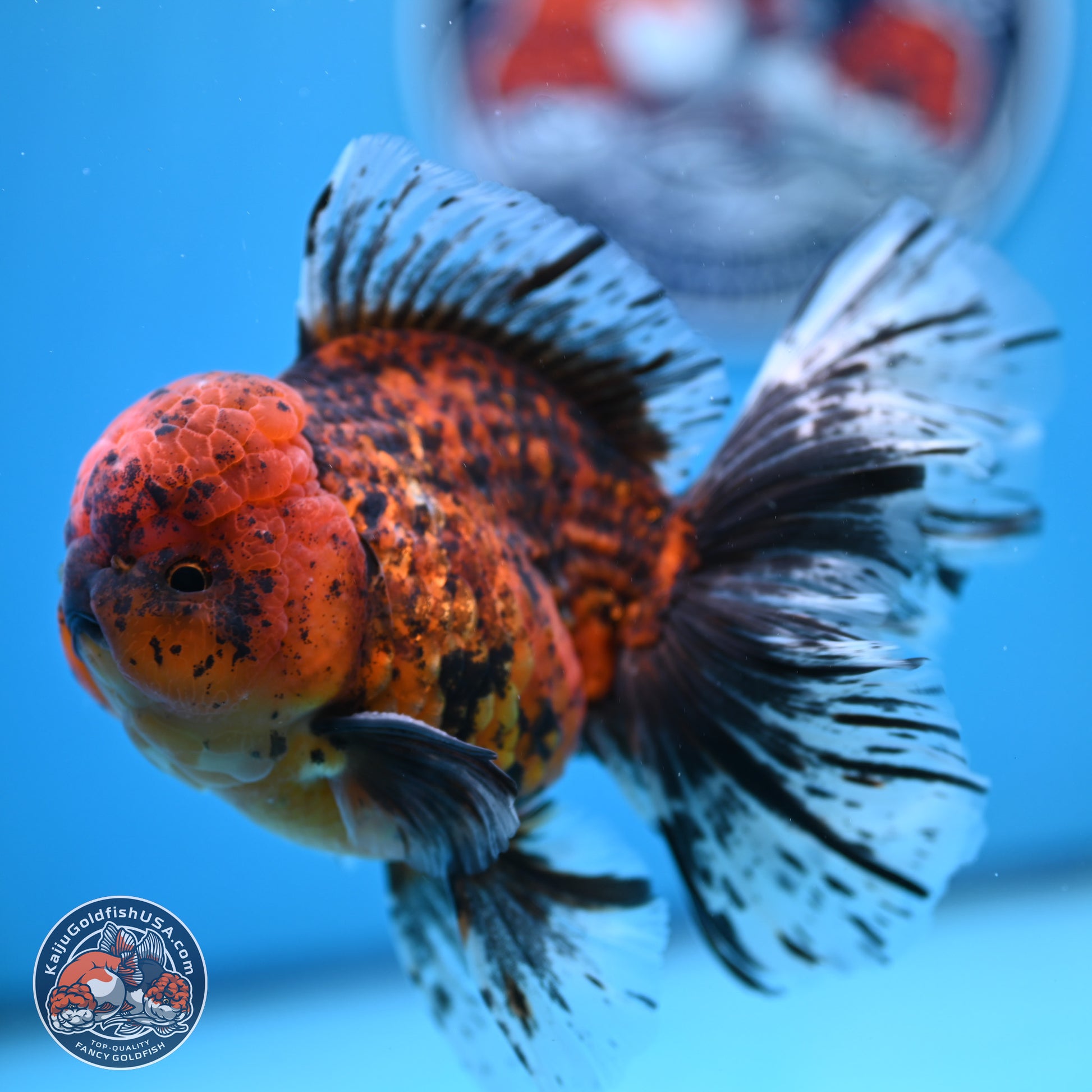 Tiger Rose Tail Oranda 6 inches - Male (241129_OR12) - Kaiju Goldfish USA