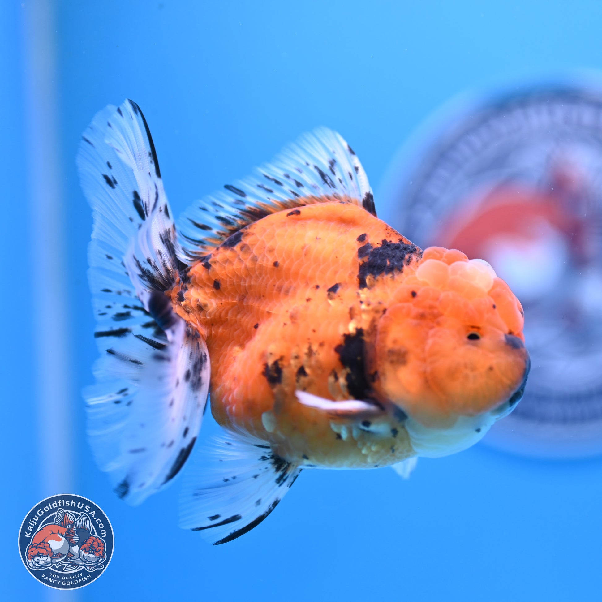 Shogun Tiger Rose Tail Oranda 3.5in Body (240802_OR12) - Kaiju Goldfish USA