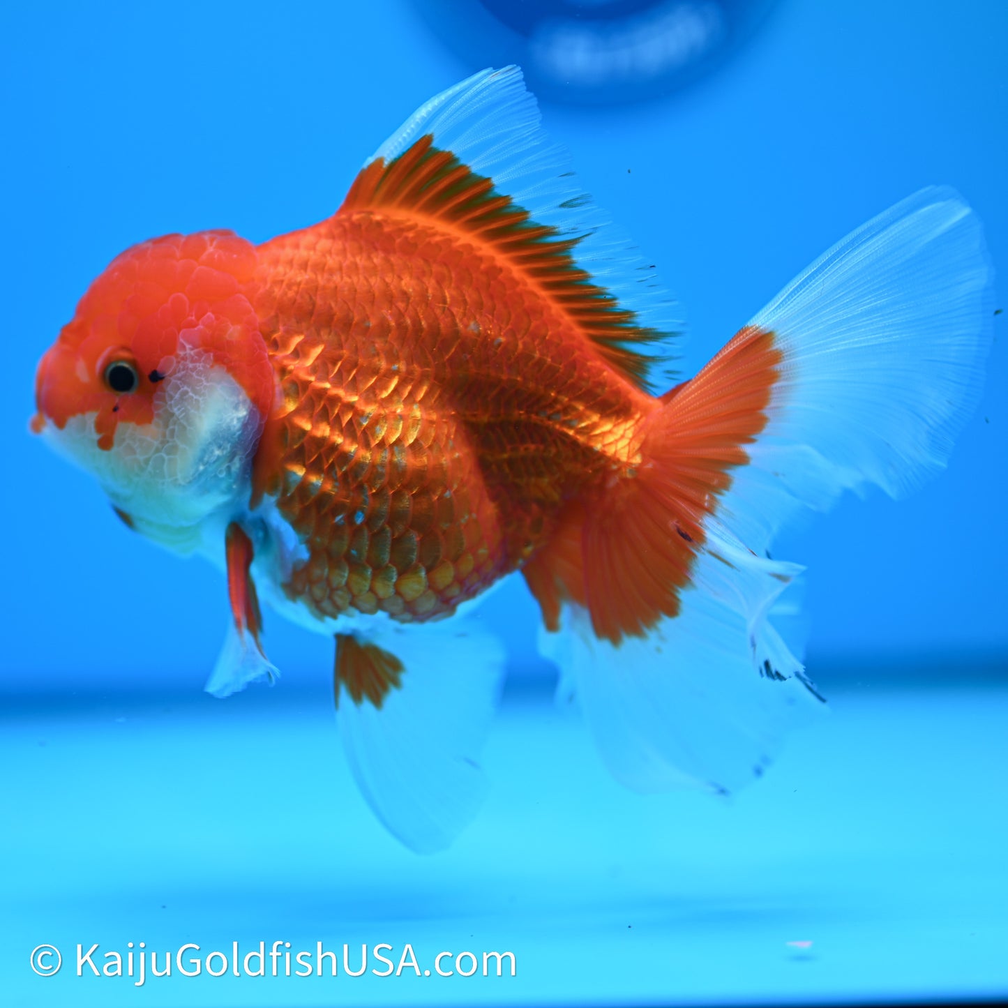 Red White Rose Tail Oranda 4in Body (240607_OR12) - Kaiju Goldfish USA