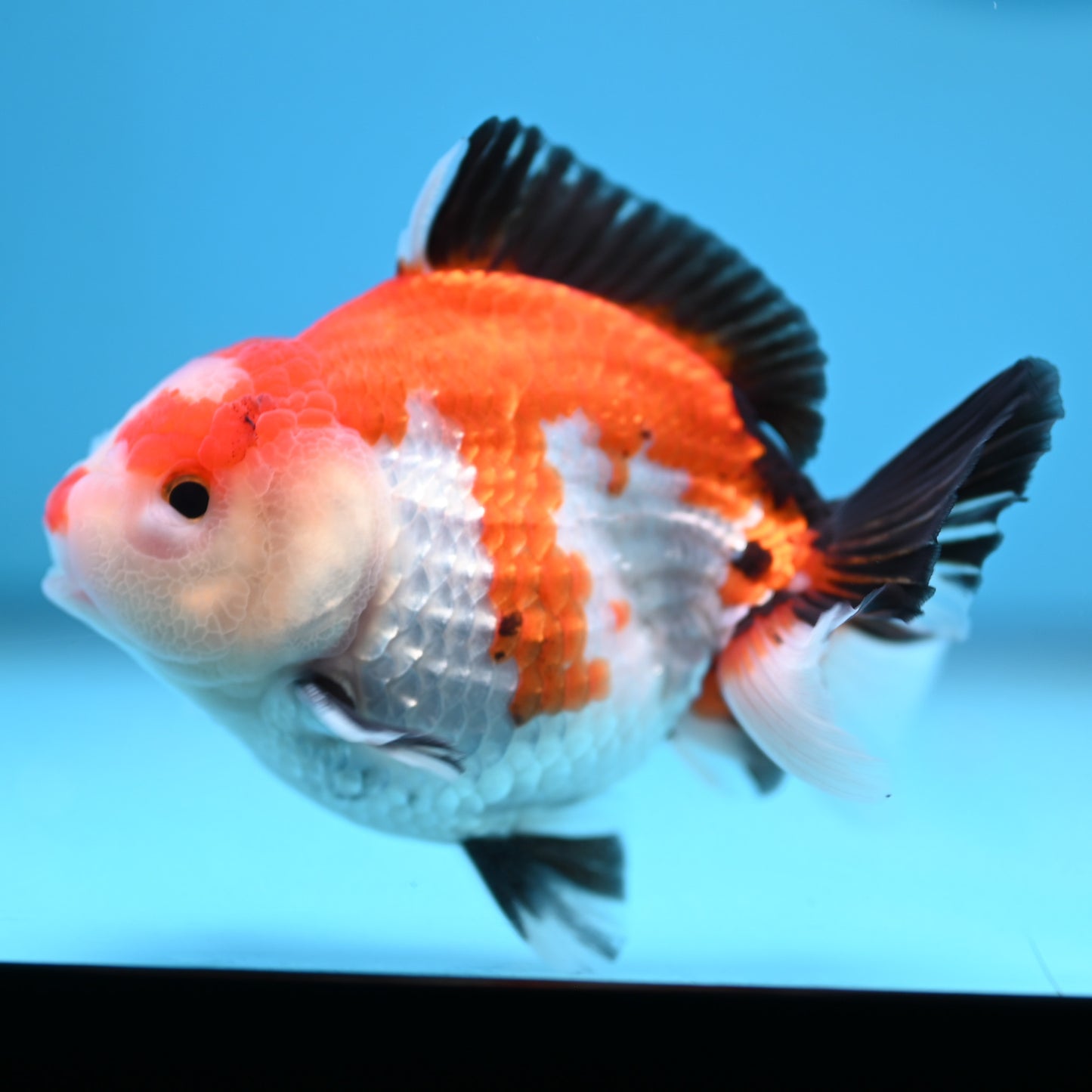 Tricolor Oranda 3.5-4 inches (241011_OR12) - Kaiju Goldfish USA