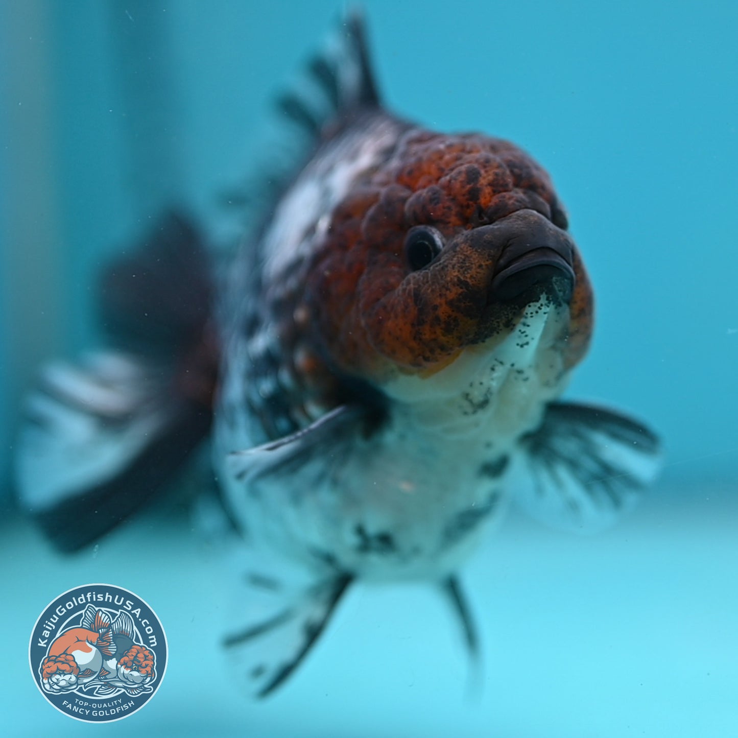 Shogun White Tiger Oranda 4 inches Body (250606_OR12)