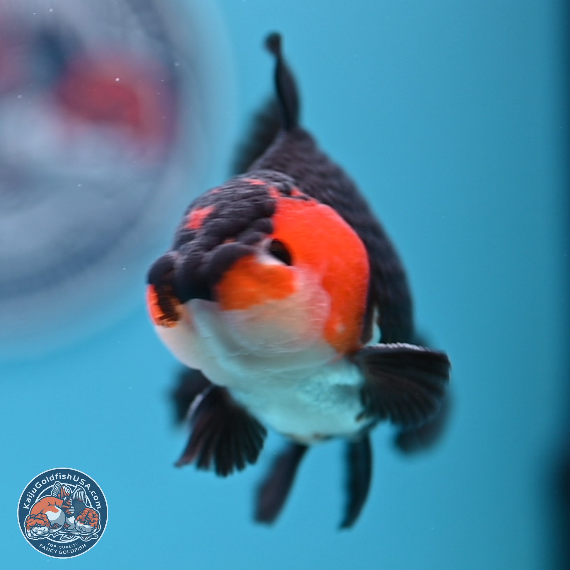 Tricolor Oranda 3.5-4.5 inches (240913_OR12) - Kaiju Goldfish USA