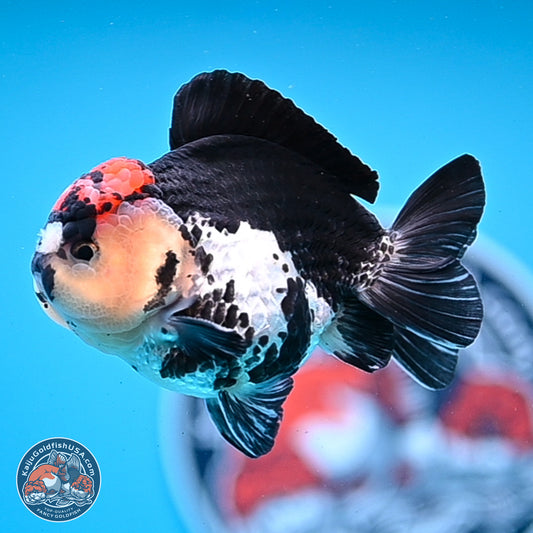 Tricolor YuanBao Oranda 3.5in Body (240830_OR12) - Kaiju Goldfish USA