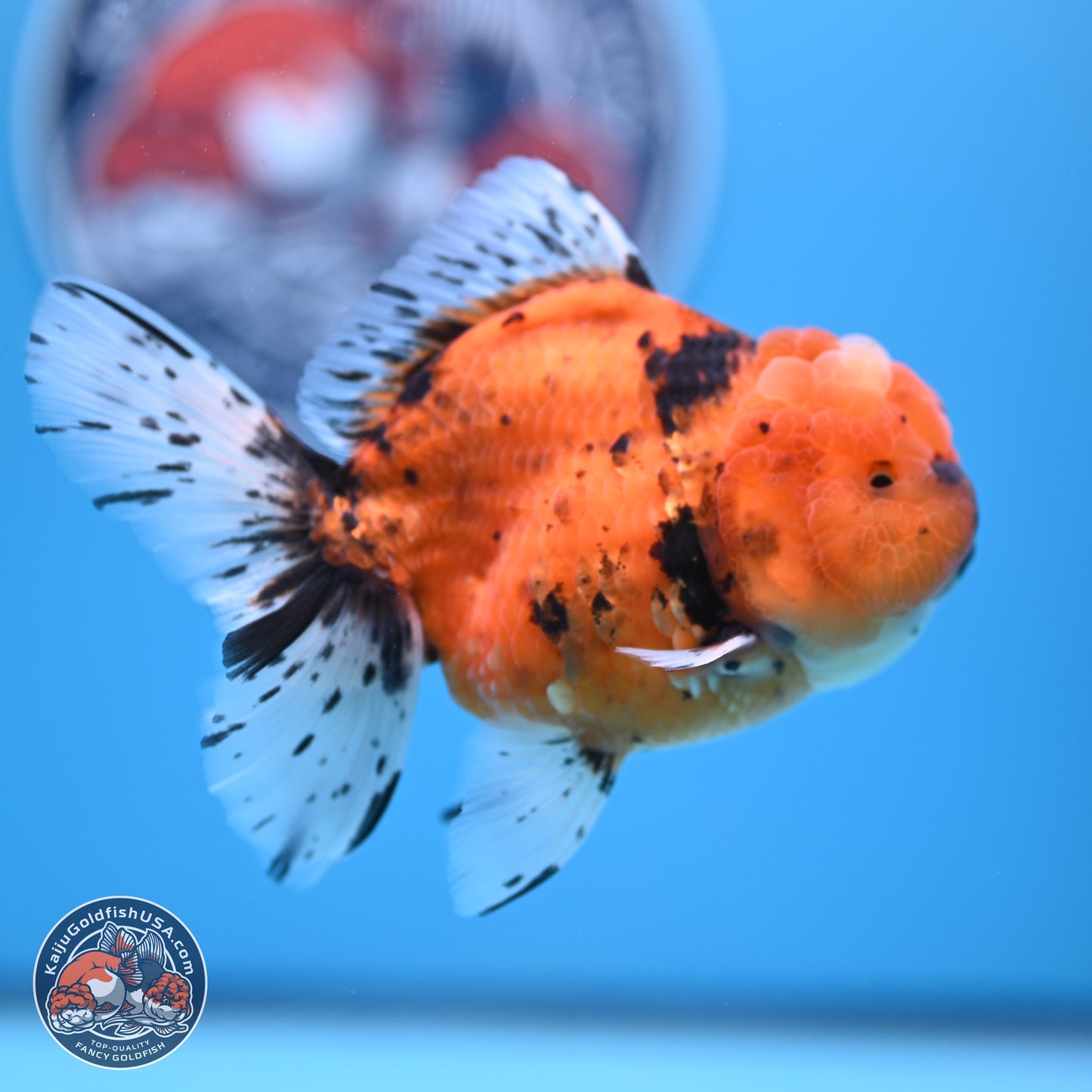 Shogun Tiger Rose Tail Oranda 3.5in Body (240802_OR12) - Kaiju Goldfish USA