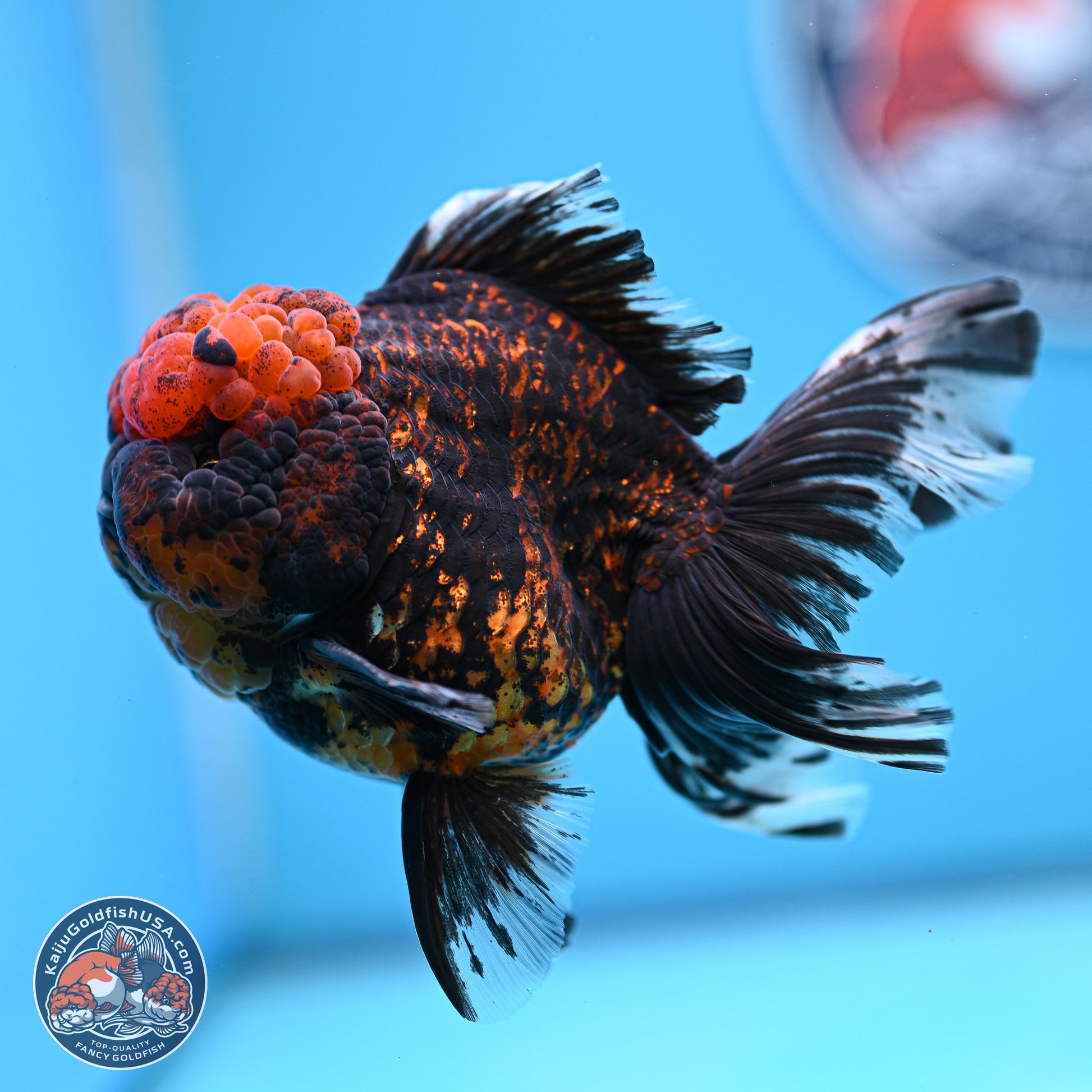 Heavy Ink Tiger Rose Tail Oranda 4-5.5 inches (240920_OR12) - Kaiju Goldfish USA