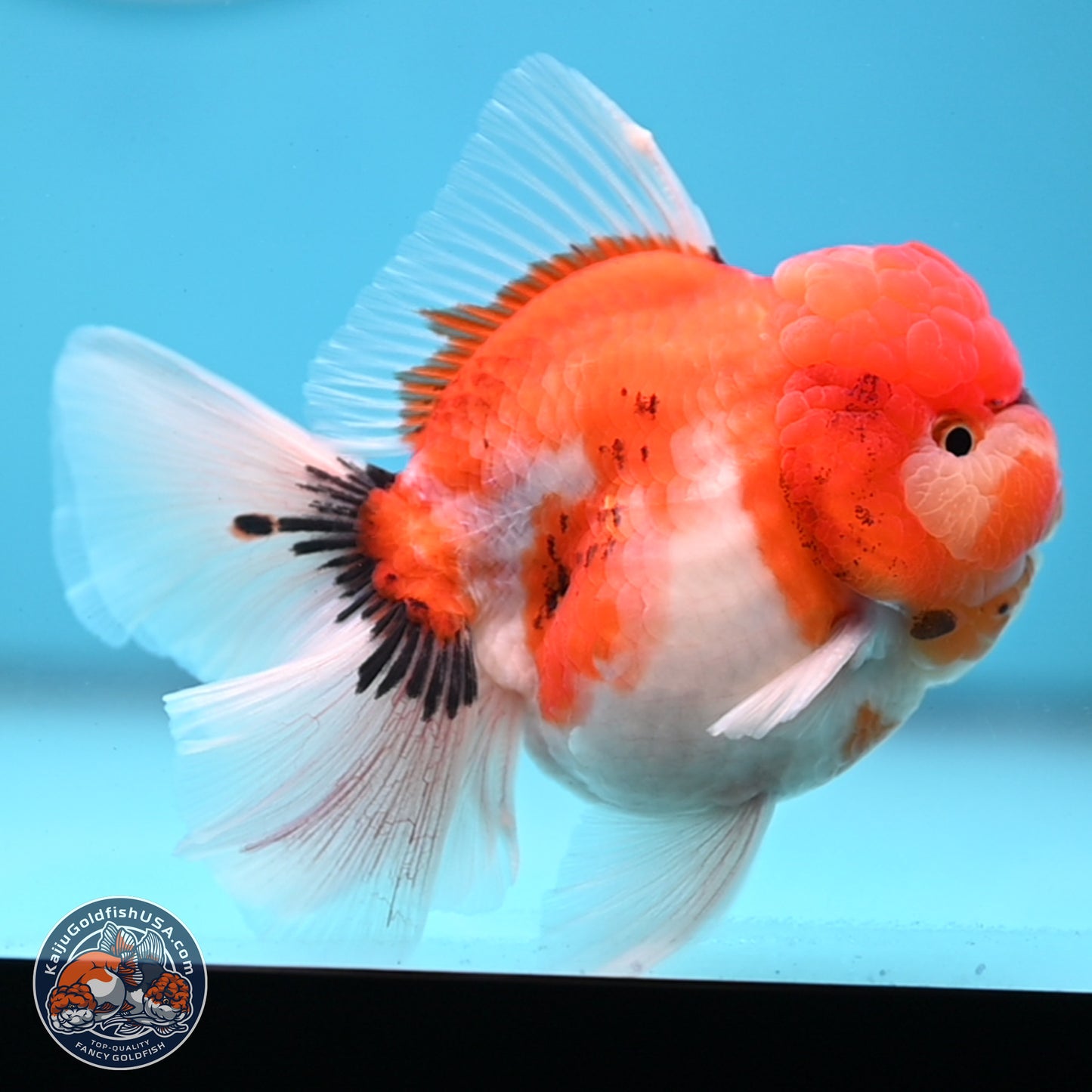 Tricolor Sakura Rose Tail Oranda 3.5 inches Body - Male(250228_OR12)
