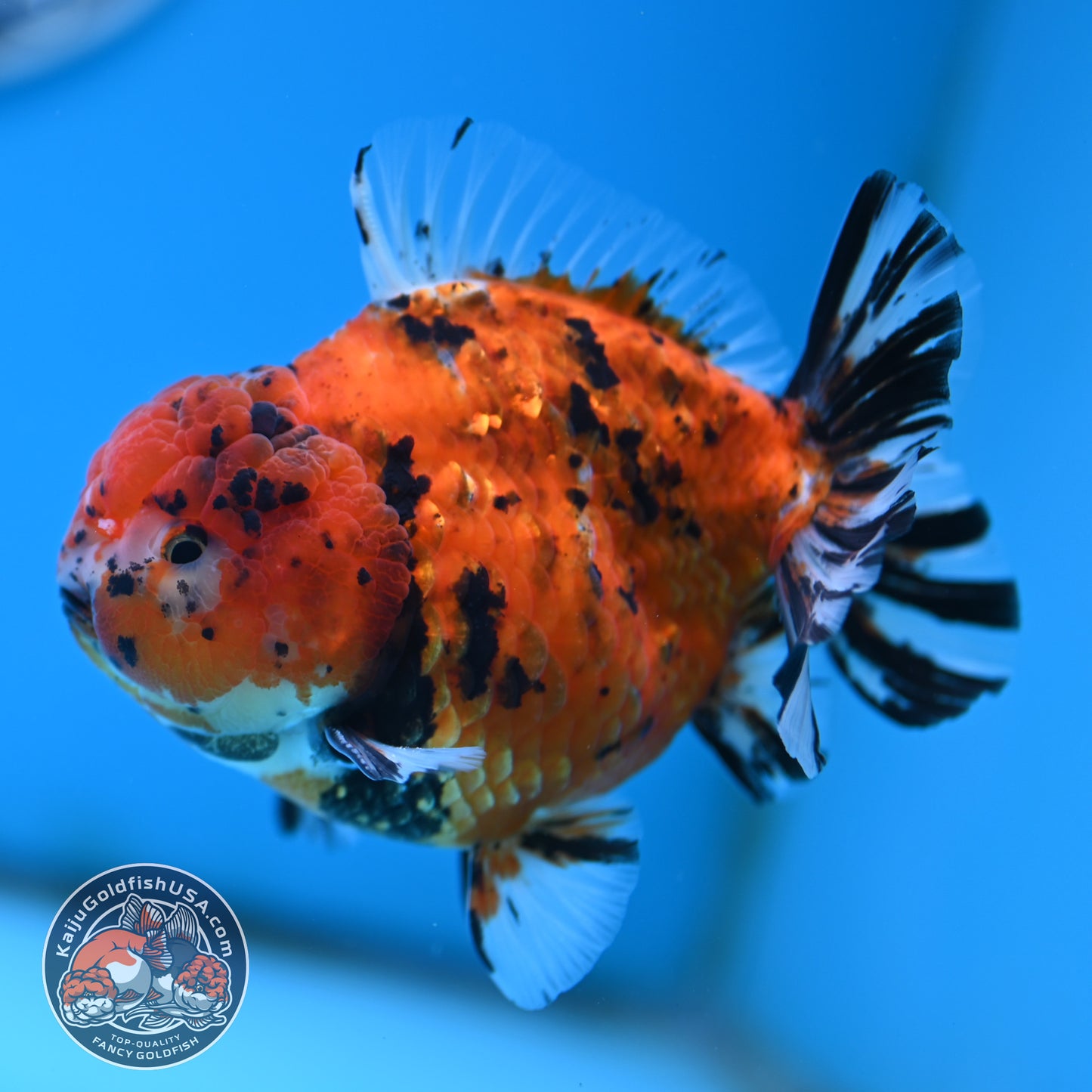 Shogun Tiger Oranda 4 inches Body - Male (250418_OR12)
