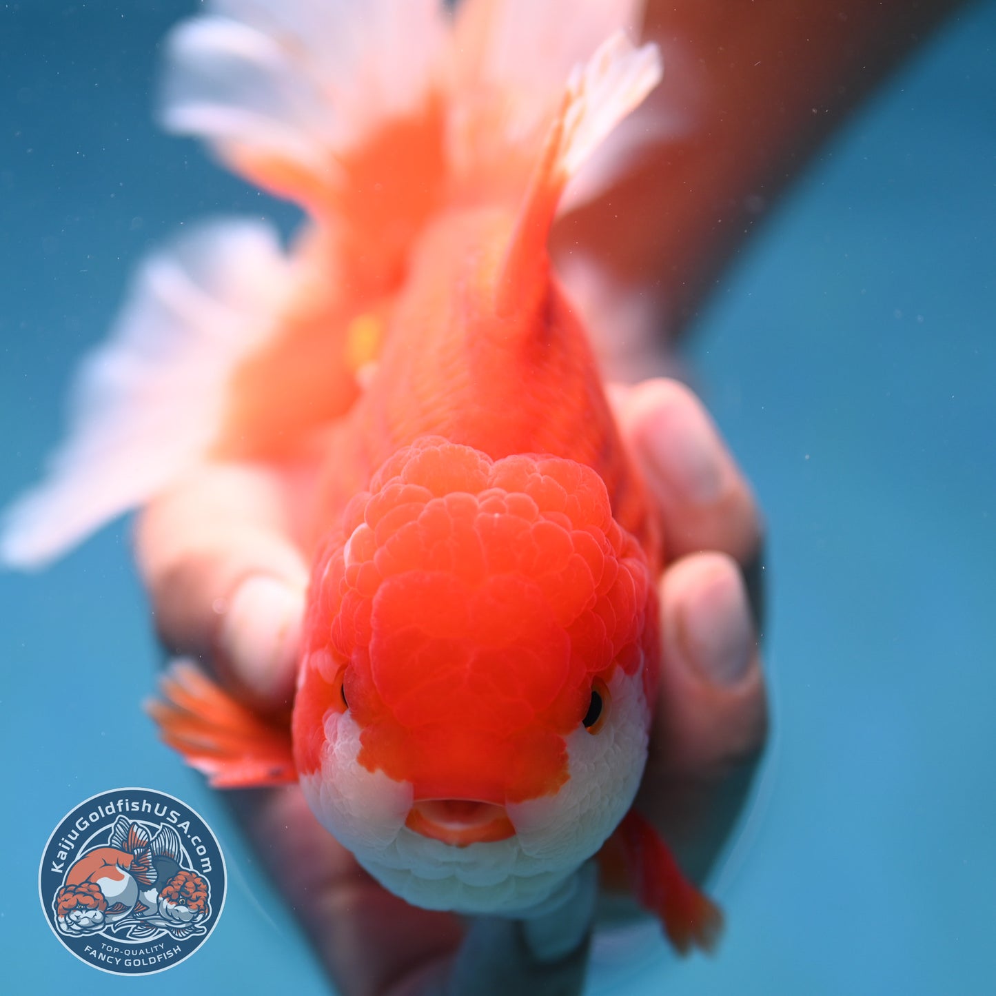 Rose Tail Red White Oranda 4.5 inch Body (250912_OR12)