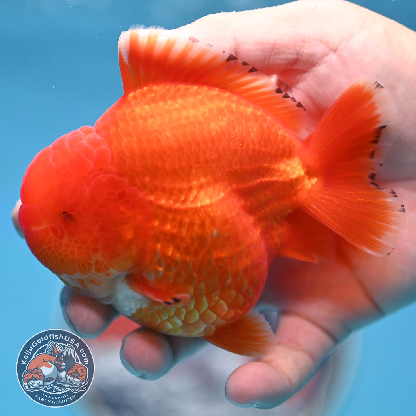 Red White YuanBao Oranda 3.75 inches Body (250516_OR12)