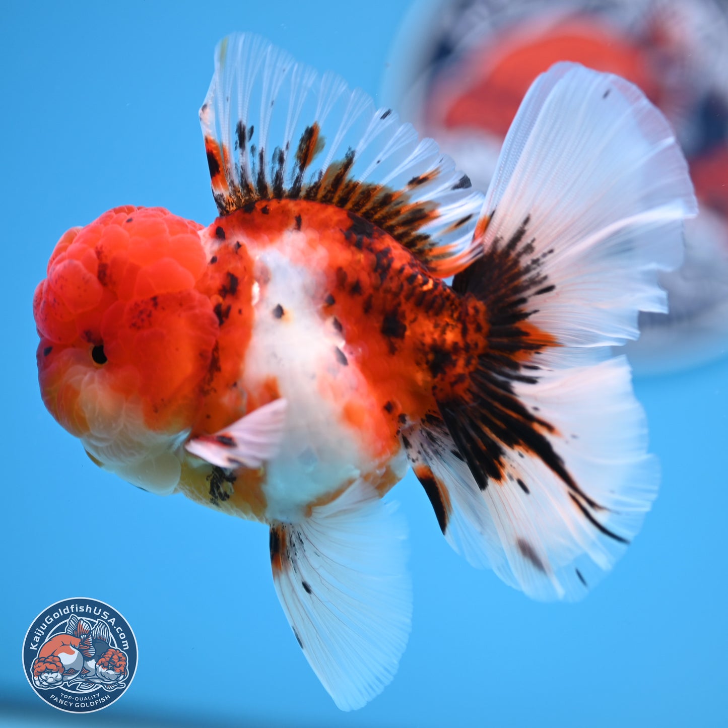 Tricolor Sakura Rose Tail Oranda 3.5 inches Body - Male (250314_OR12)