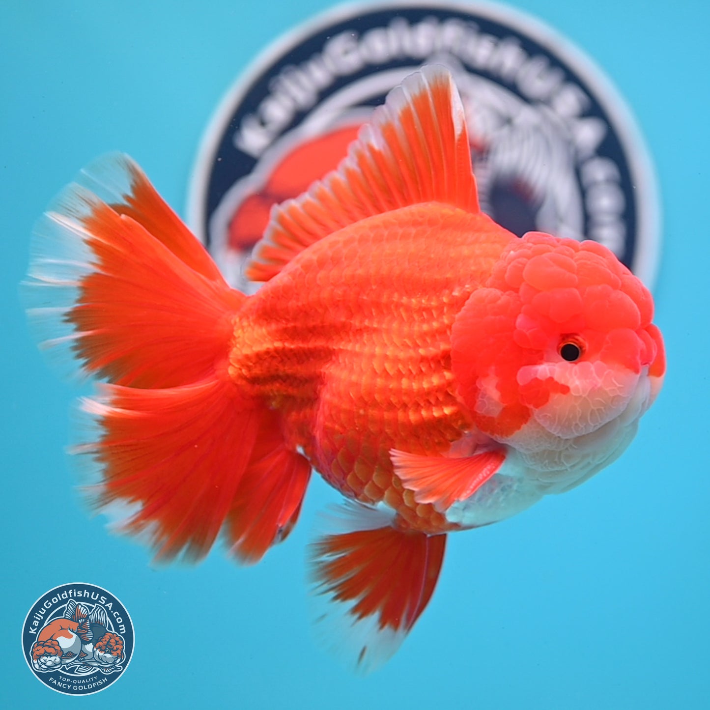 SHOW GRADE - Red White Orchid Tail Oranda 4.5 inches Body - Male (250214_OR12)