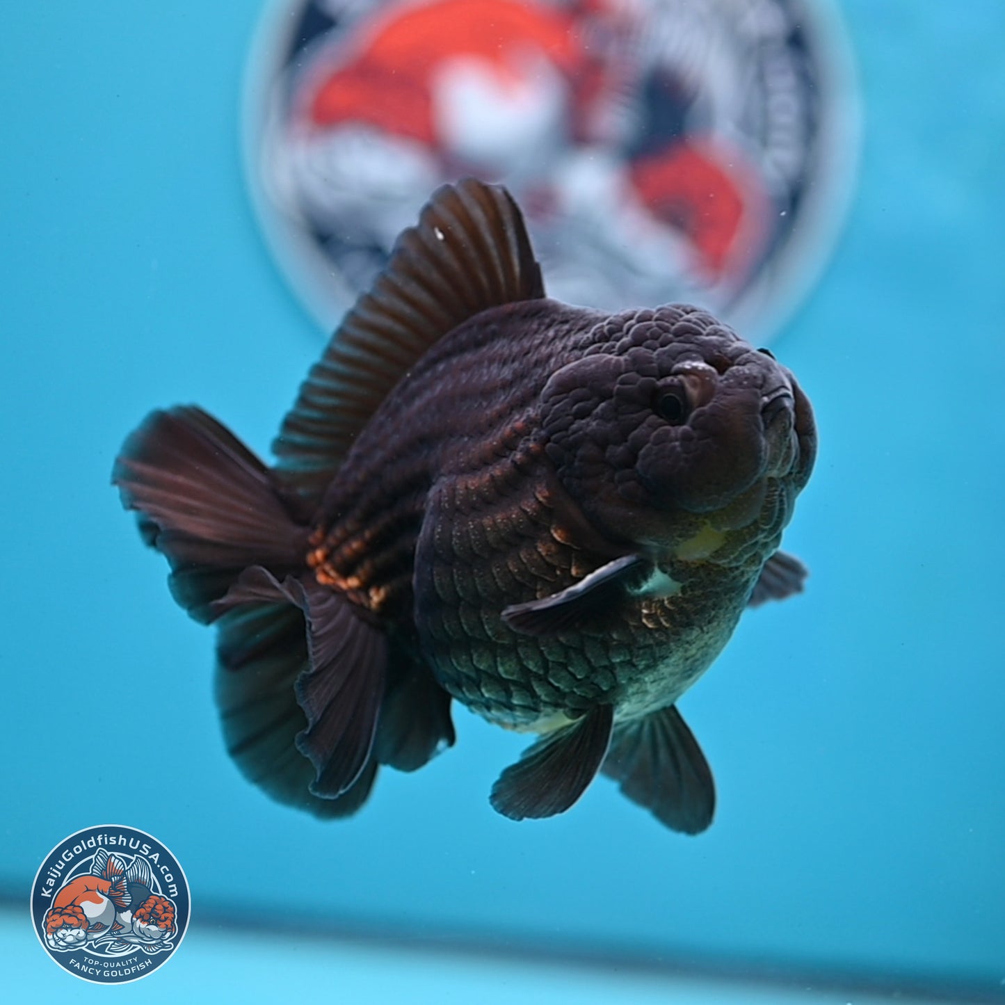 Black YuanBao Oranda 4 inches Body - Male (250307_OR12)