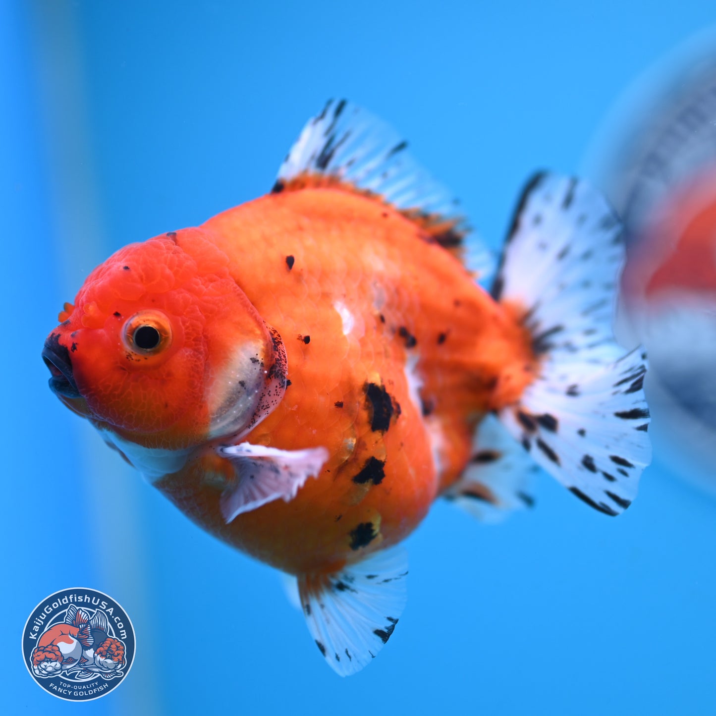 Shogun Tricolor Sakura Oranda 3.75 inches Body - Male (250131_OR12)