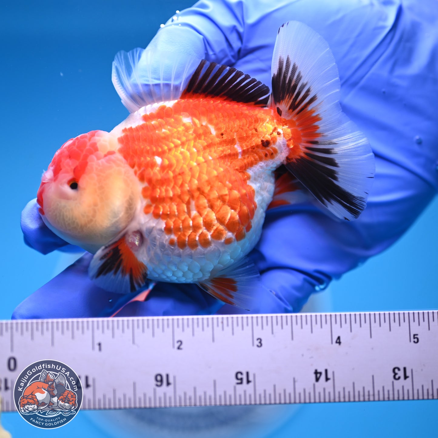 Tricolor Oranda 3.5 inches Body - Male (241227_OR12) - Kaiju Goldfish USA