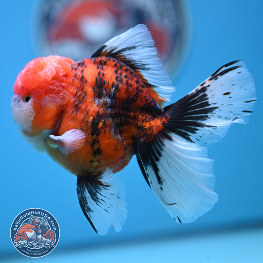 Tricolor Tiger Rose Tail Oranda 4 inches Body (250502_OR12)