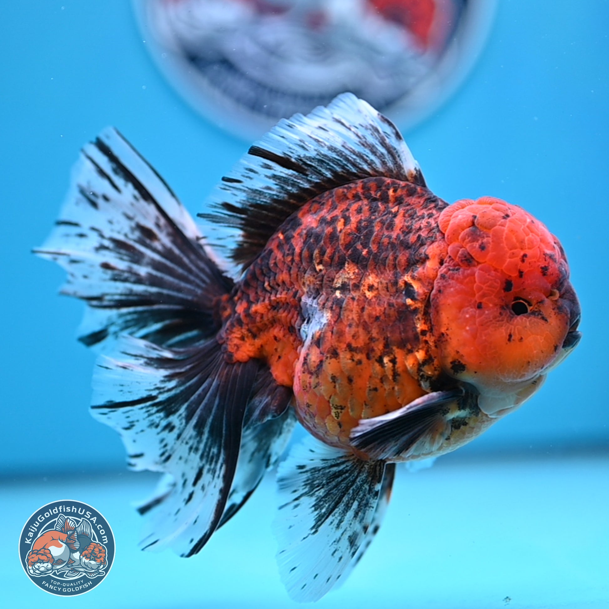 Tiger Rose Tail Oranda 6 inches - Male (241129_OR12) - Kaiju Goldfish USA