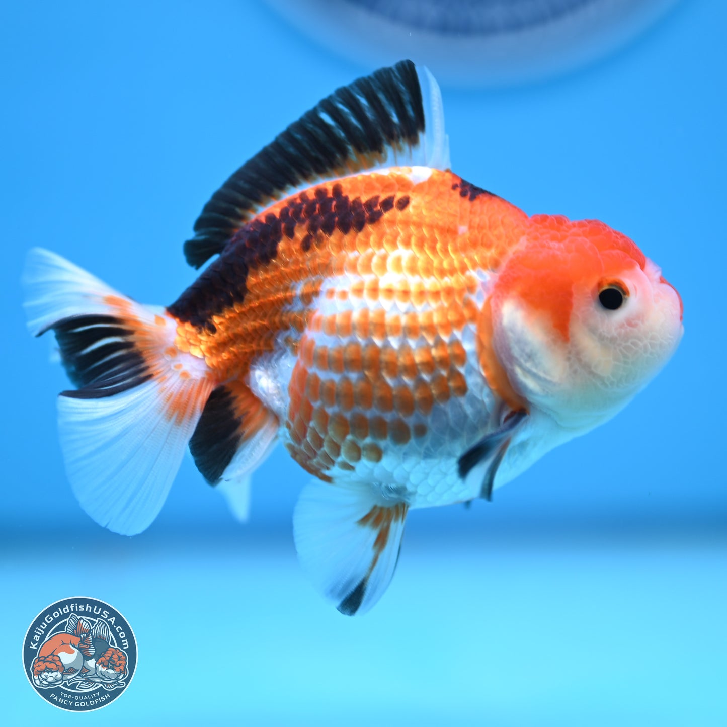 Tricolor Deer Spots Oranda 3.5-4 inches (241004_OR12) - Kaiju Goldfish USA