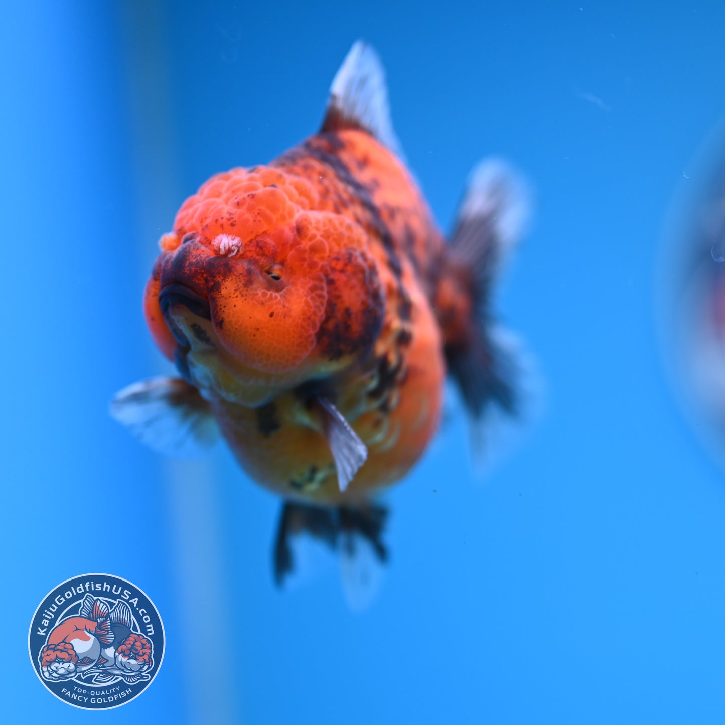 Shogun Tiger Oranda 3.25 inches Body (250530_OR12)