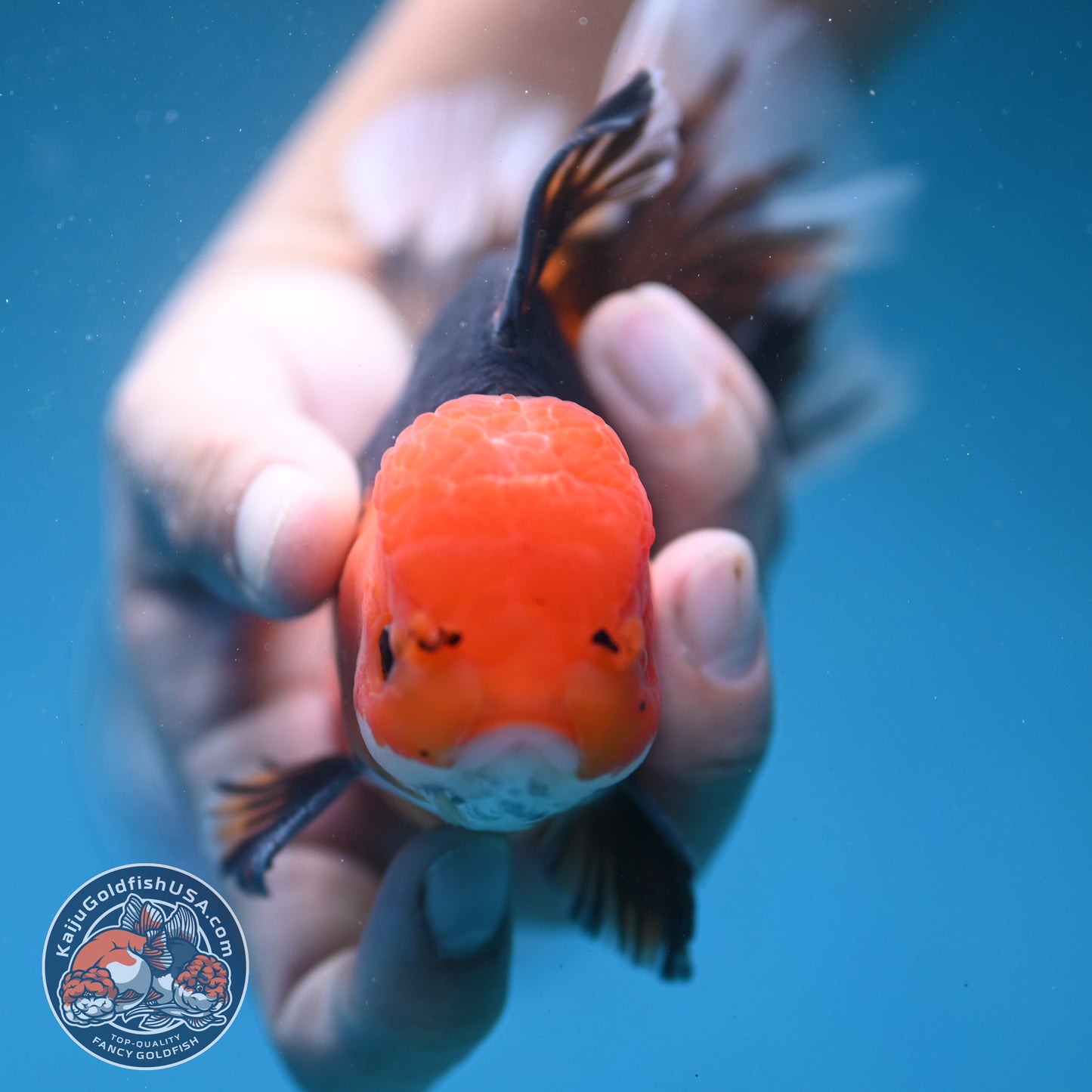 Butterfly Tail Apache Oranda 4 inch Body (250919_OR12)