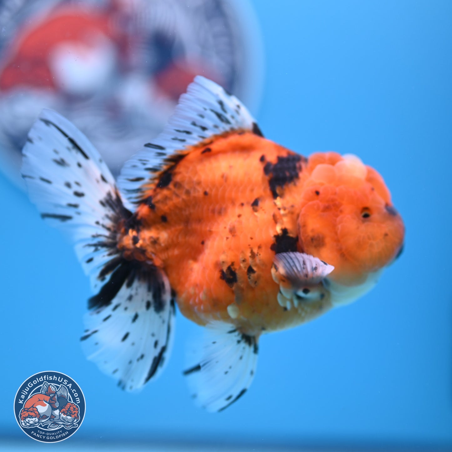 Shogun Tiger Rose Tail Oranda 3.5in Body (240802_OR12) - Kaiju Goldfish USA