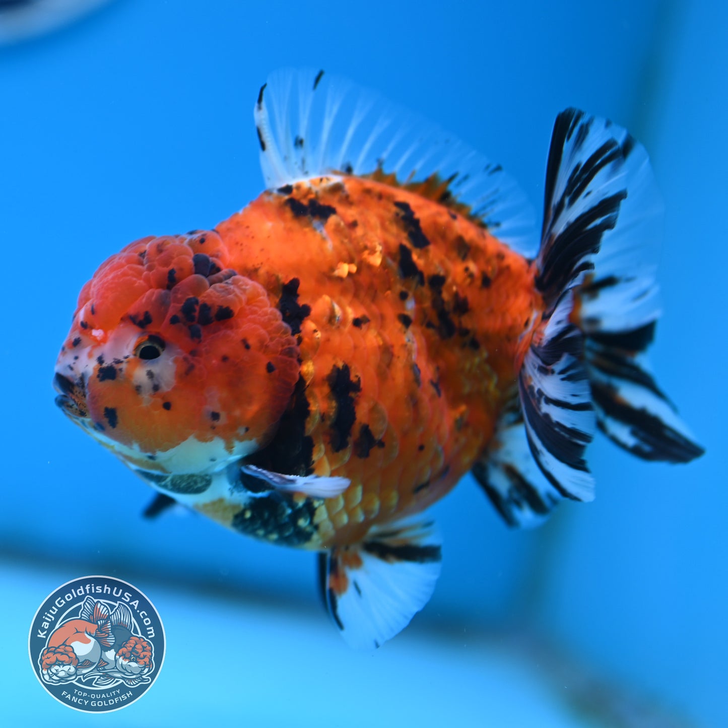 Shogun Tiger Oranda 4 inches Body - Male (250418_OR12)