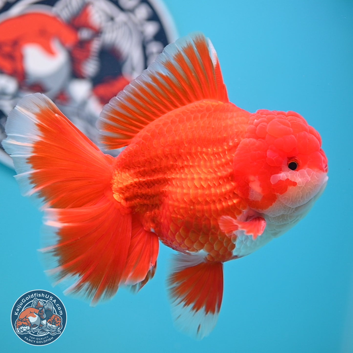 SHOW GRADE - Red White Orchid Tail Oranda 4.5 inches Body - Male (250214_OR12)