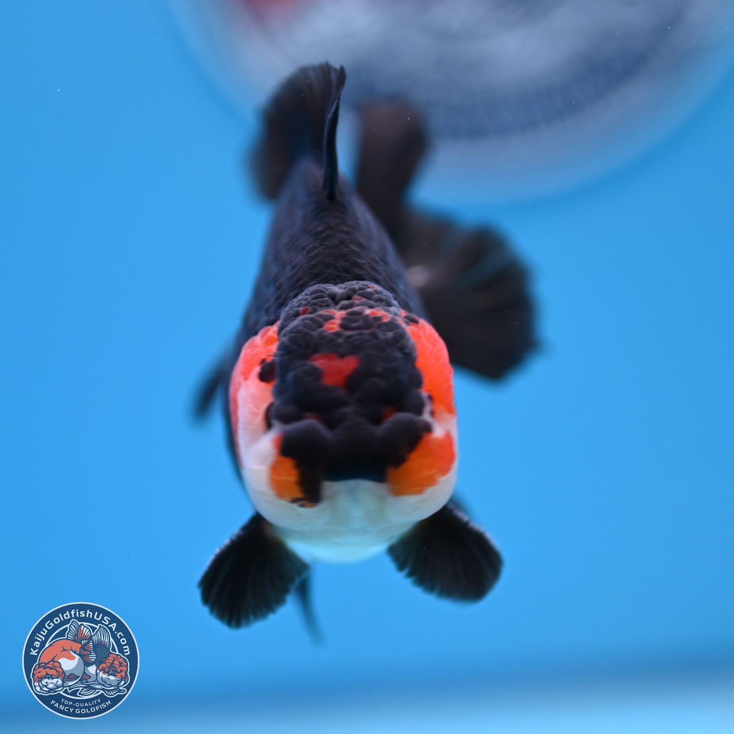 Tricolor Oranda 3.5-4.5 inches (240913_OR12) - Kaiju Goldfish USA