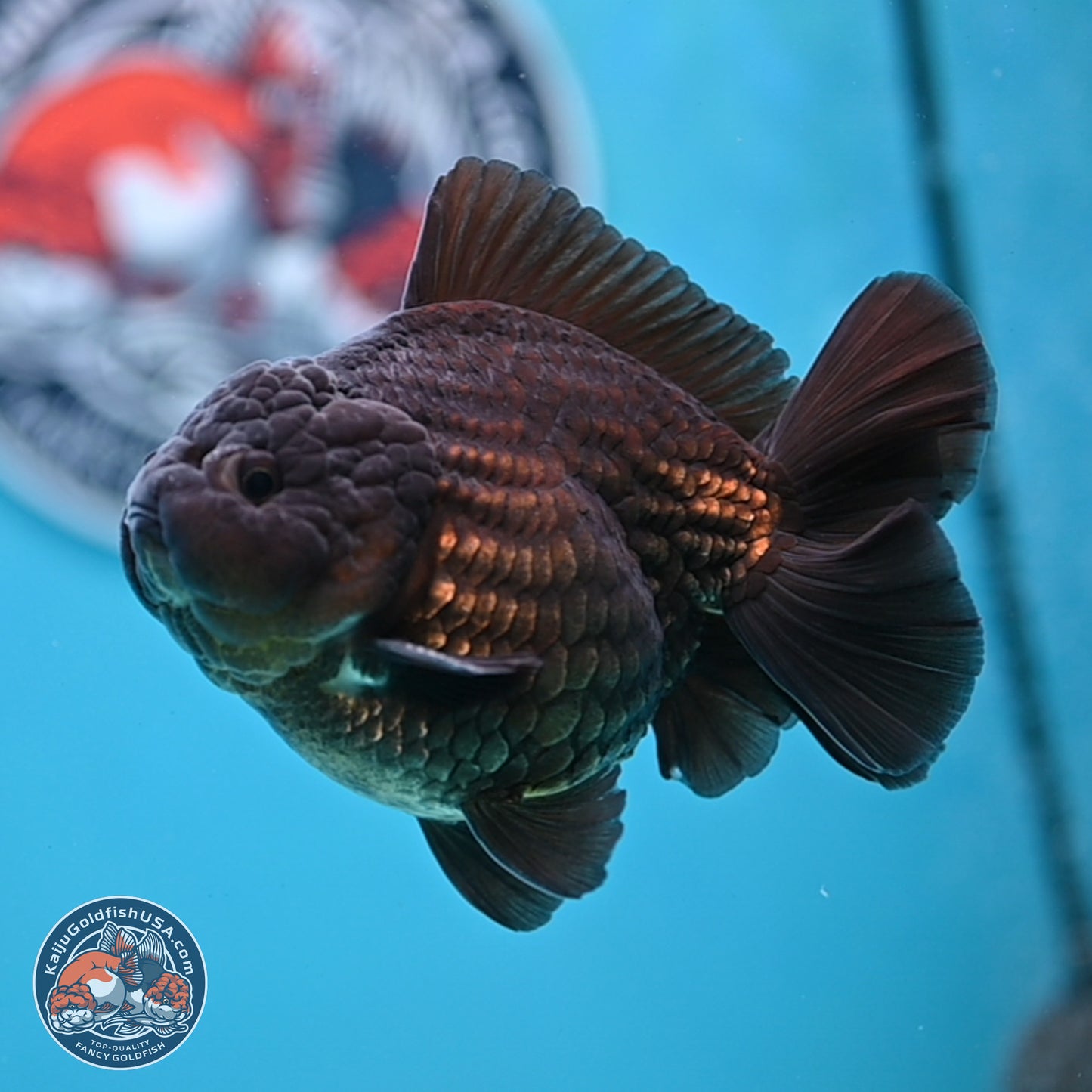 Black YuanBao Oranda 4 inches Body - Male (250307_OR12)