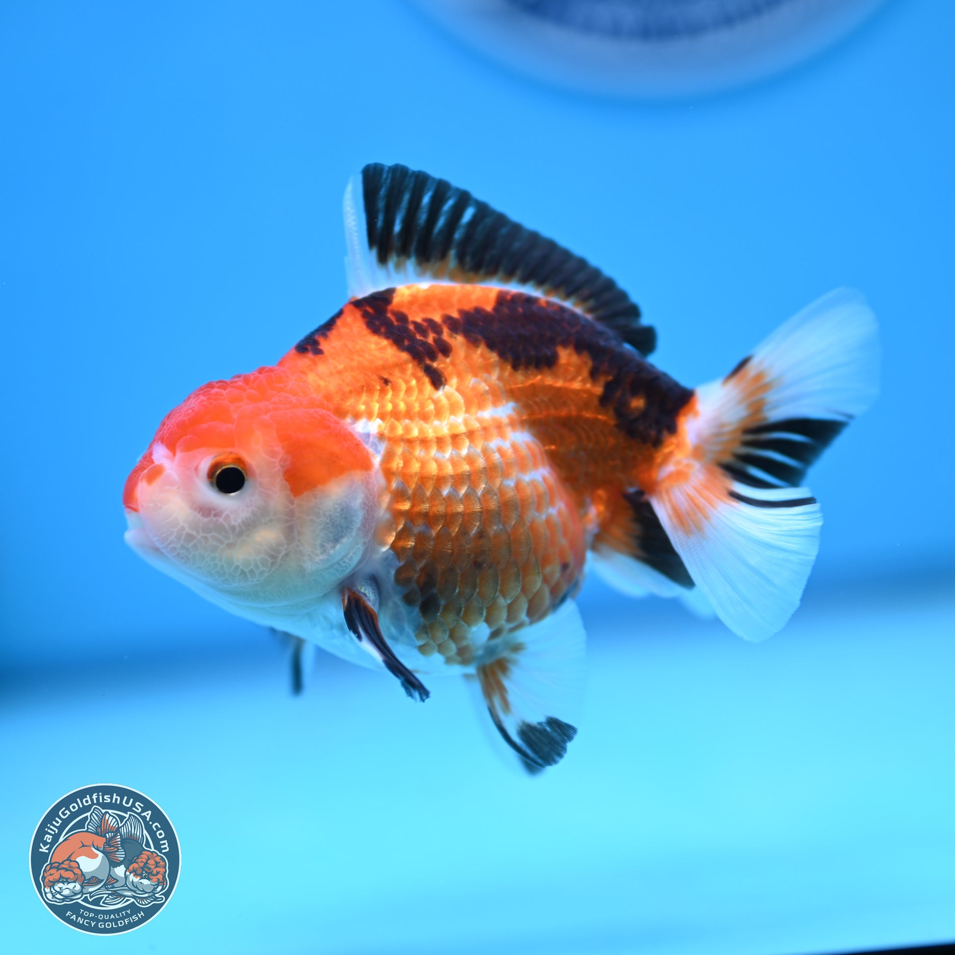 Tricolor Deer Spots Oranda 3.5-4 inches (241004_OR12) - Kaiju Goldfish USA