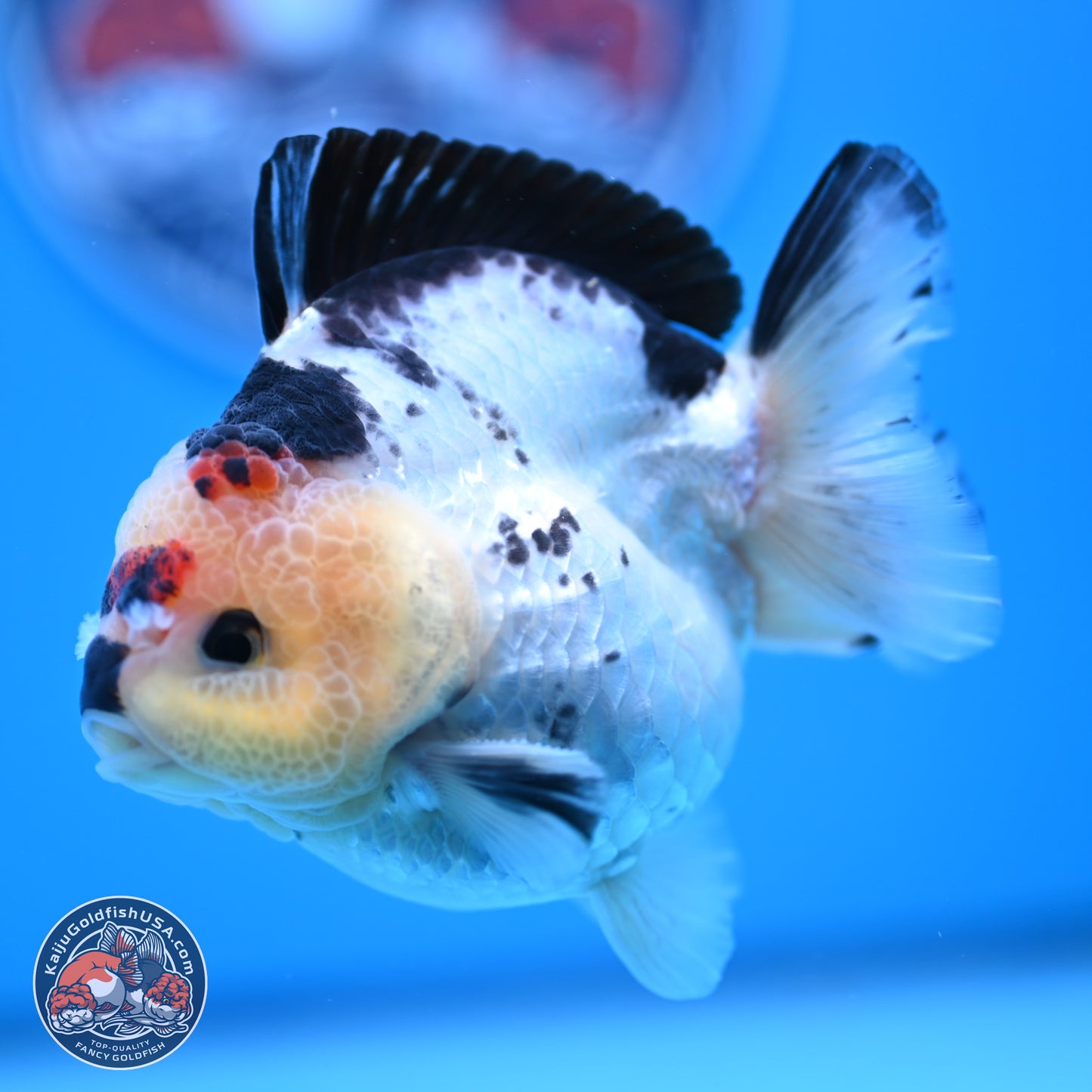 Tricolor YuanBao Oranda 3.5in Body (240816_OR12) - Kaiju Goldfish USA